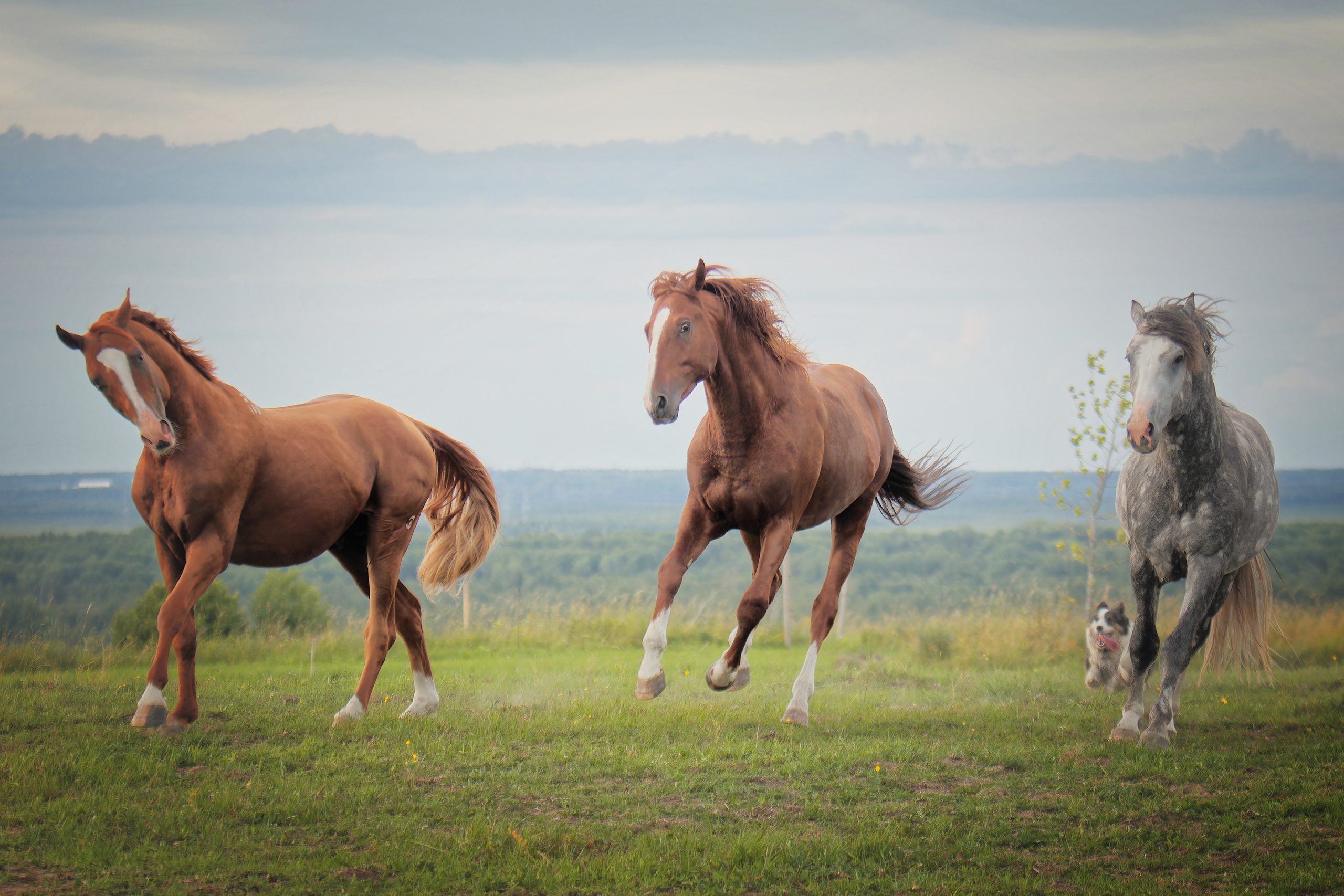 Мои достижения. Фотограф-анималист Юлия Зубкова