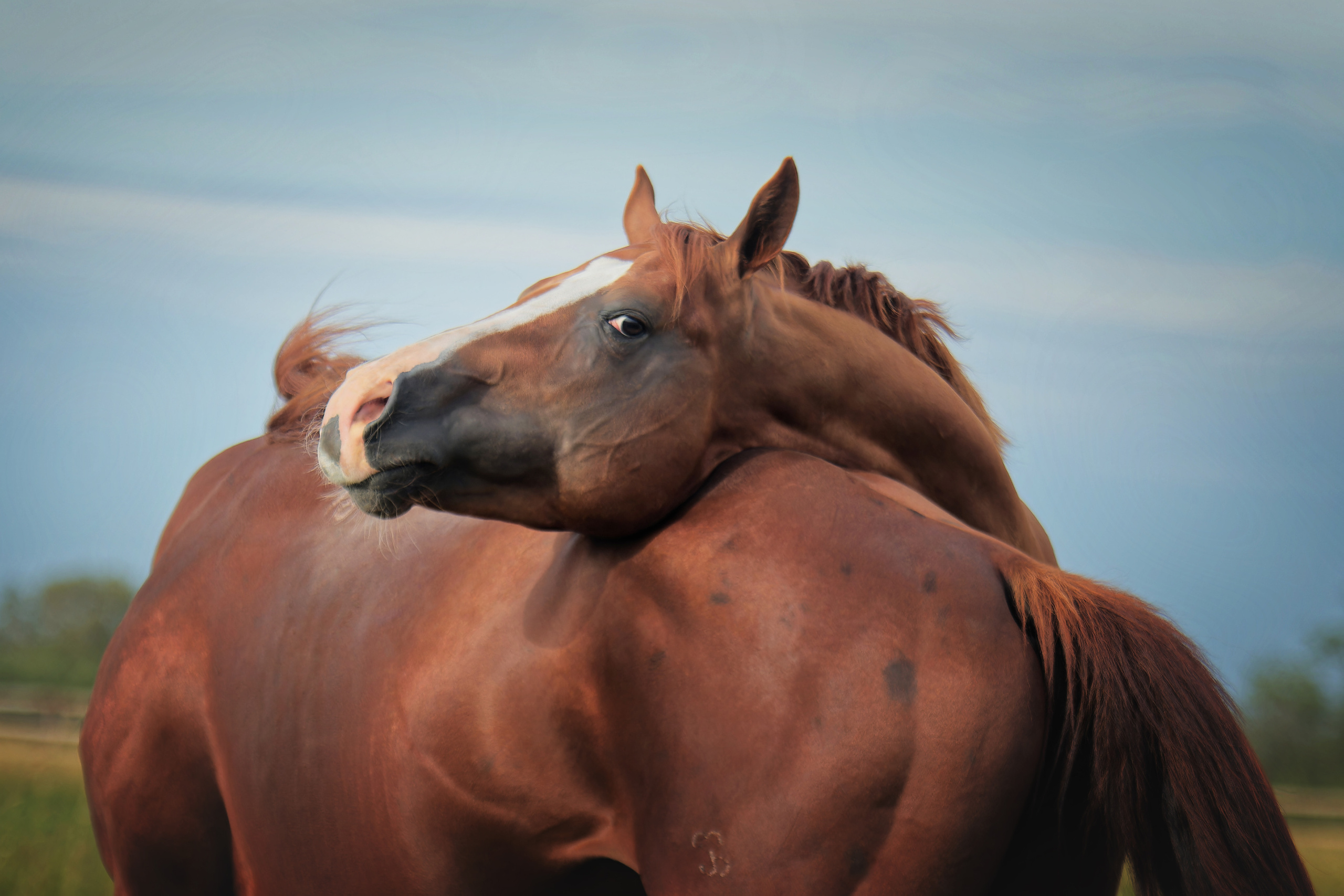 Мои достижения. Фотограф-анималист Юлия Зубкова
