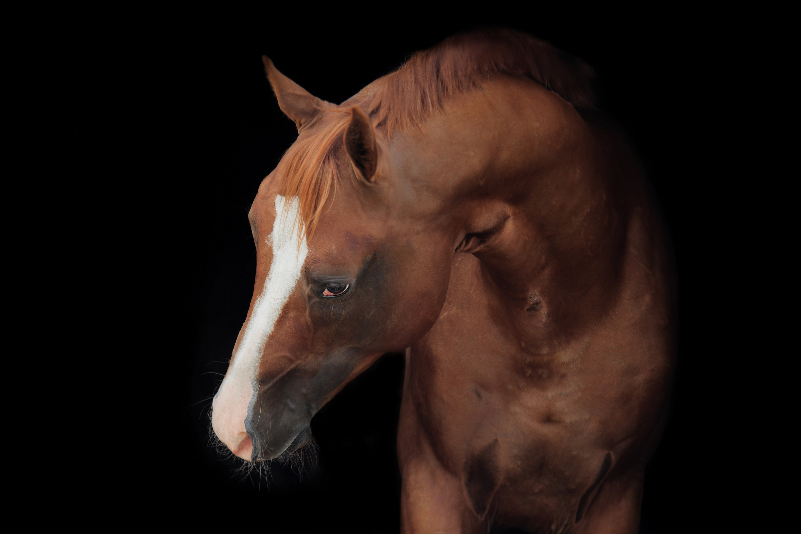 Мои достижения. Фотограф-анималист Юлия Зубкова