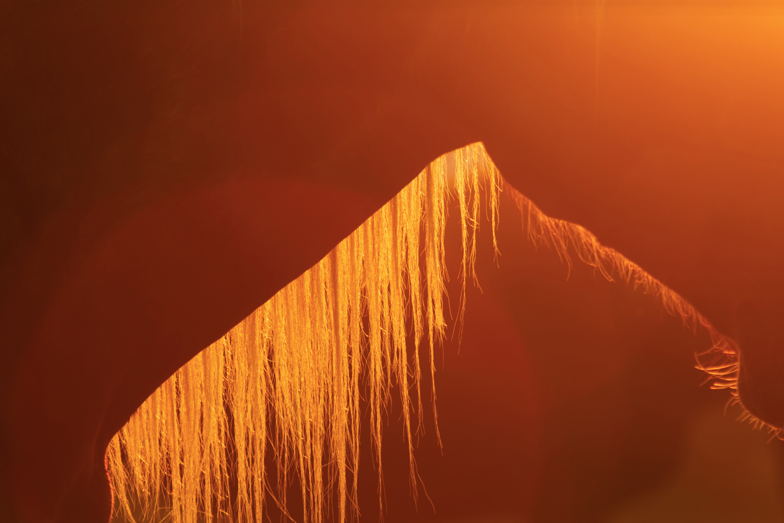 Мои достижения. Фотограф-анималист Юлия Зубкова