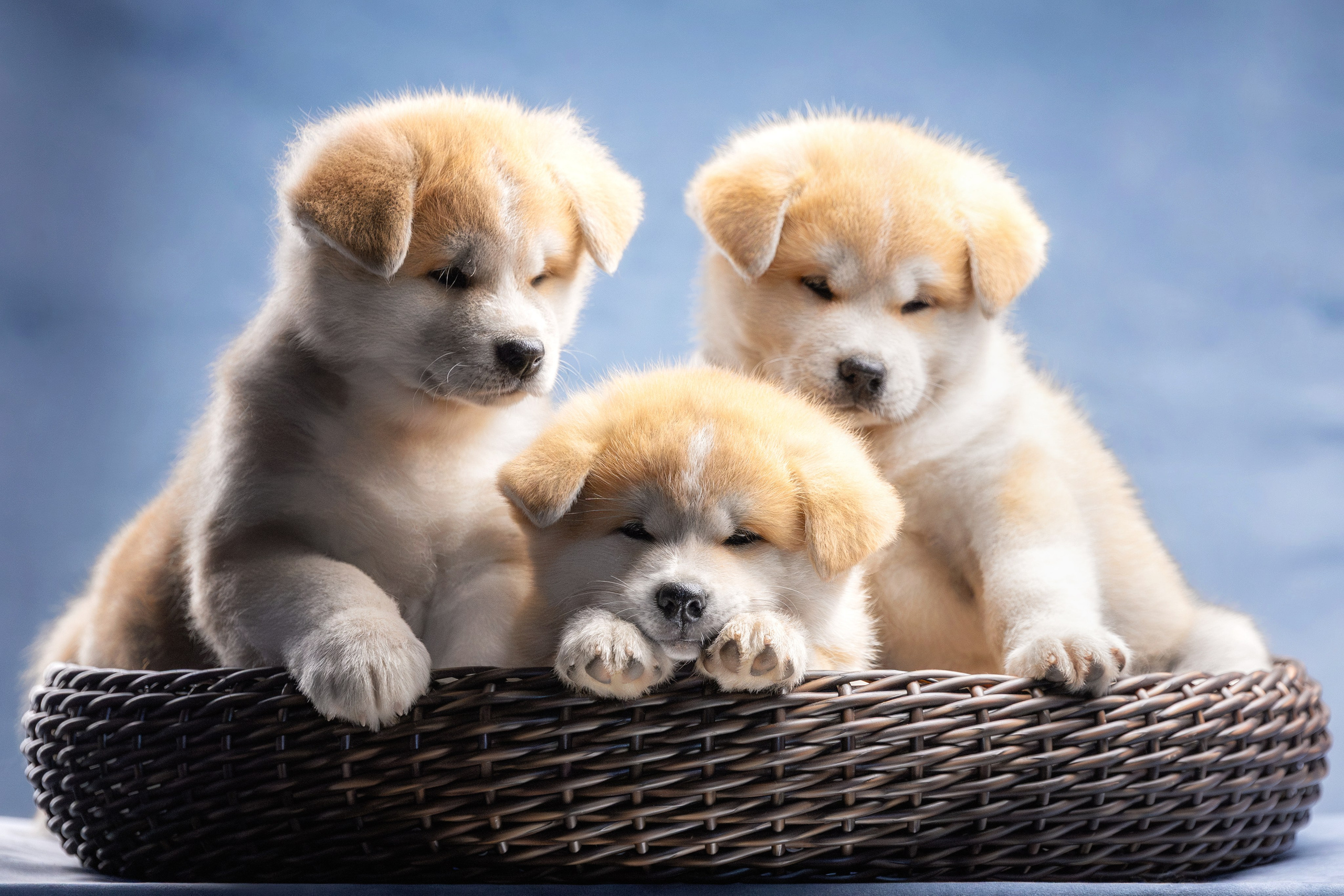 Стоимость фотосъемки собаки. Фотограф-анималист Юлия Зубкова