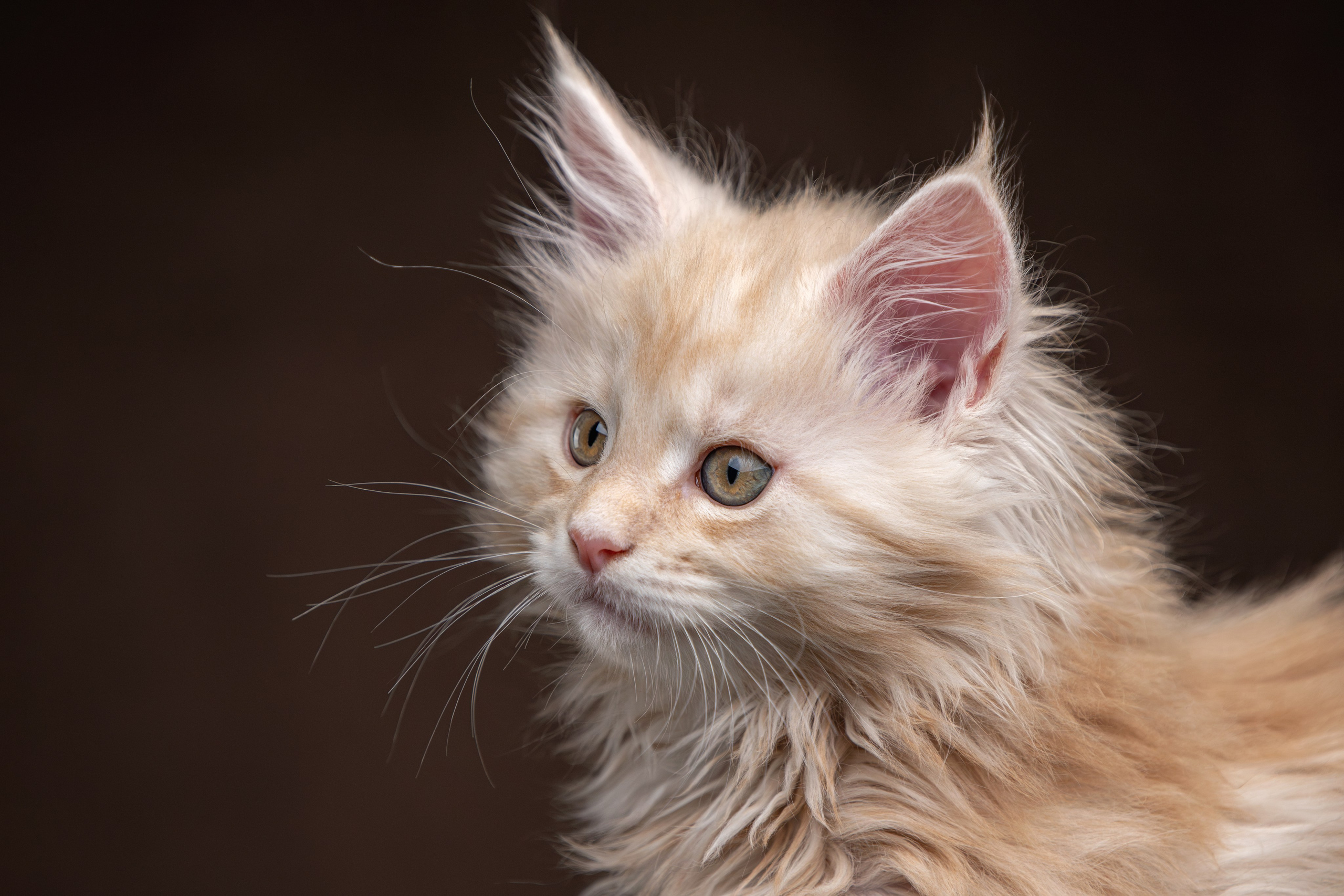 Стоимость фотосъемки кошки. Фотограф-анималист Юлия Зубкова