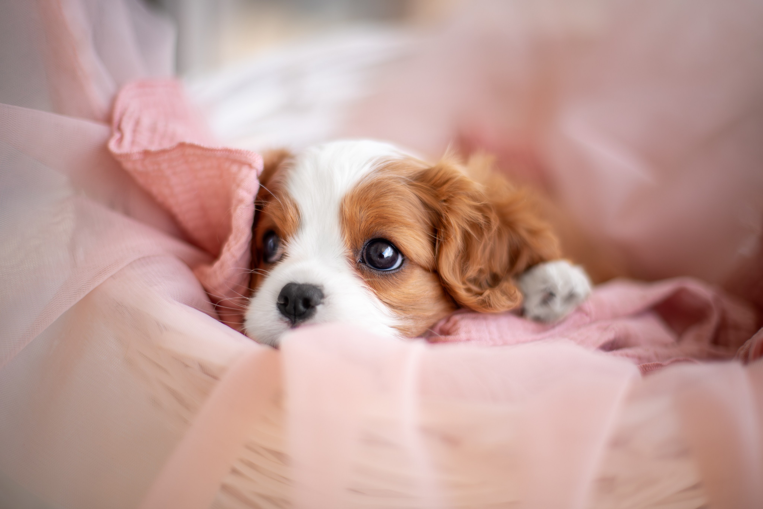 Услуги. Ирина Голомб|Фотограф-анималист в Сочи и Калининграде