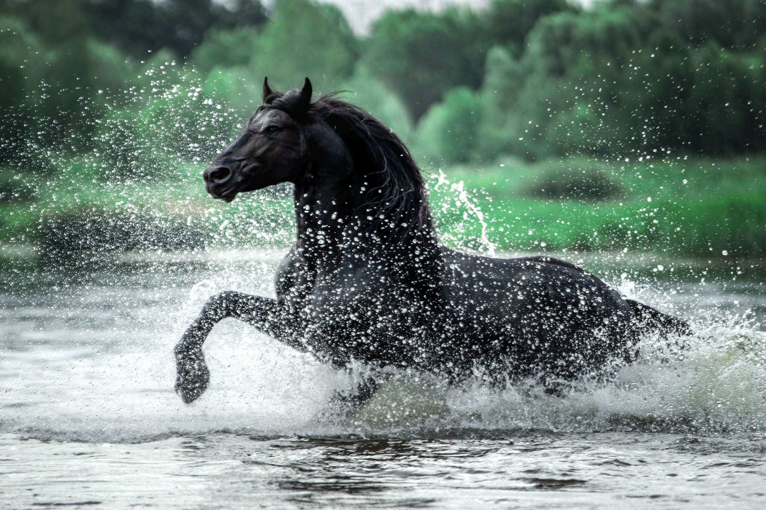 Мои достижения. Фотограф-анималист Юлия Зубкова