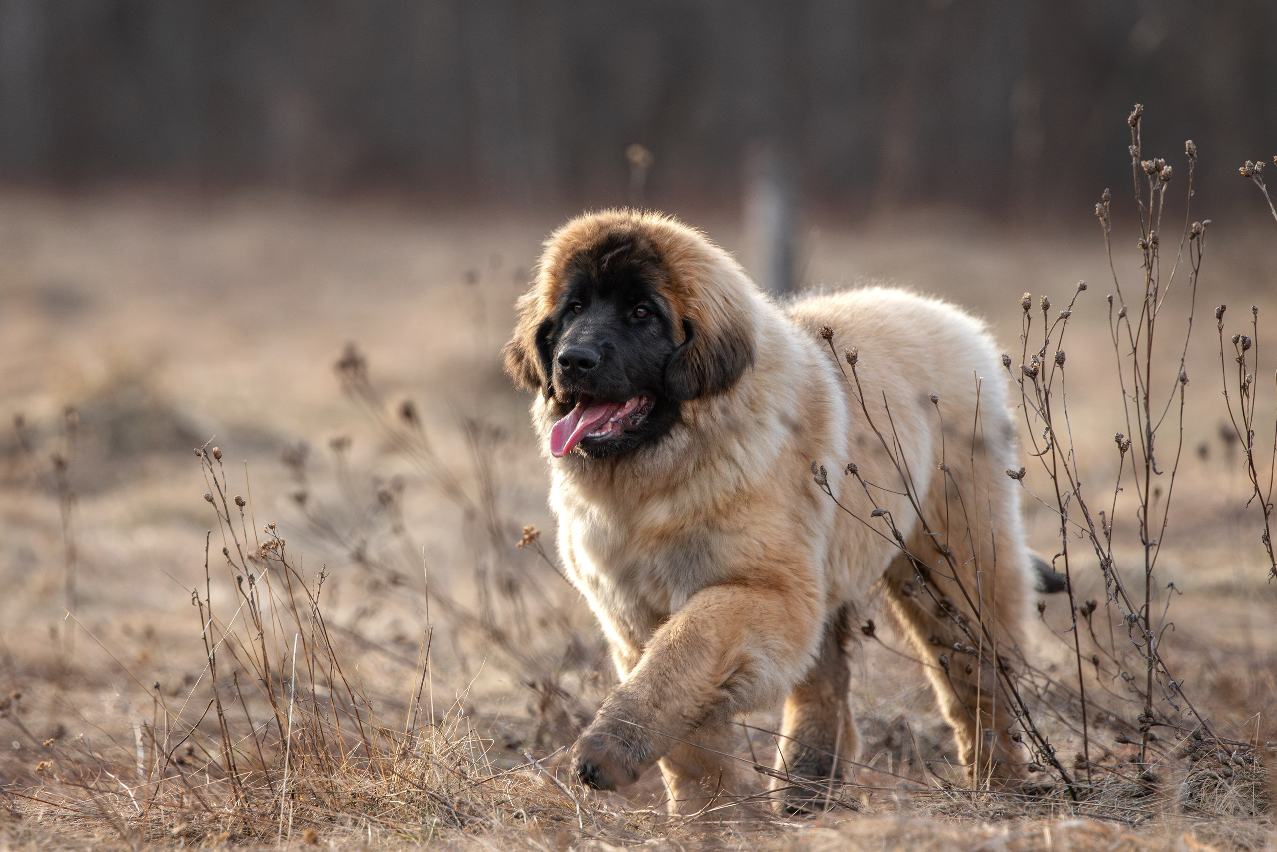 Девушка целует собаку породы питбуль на заливе