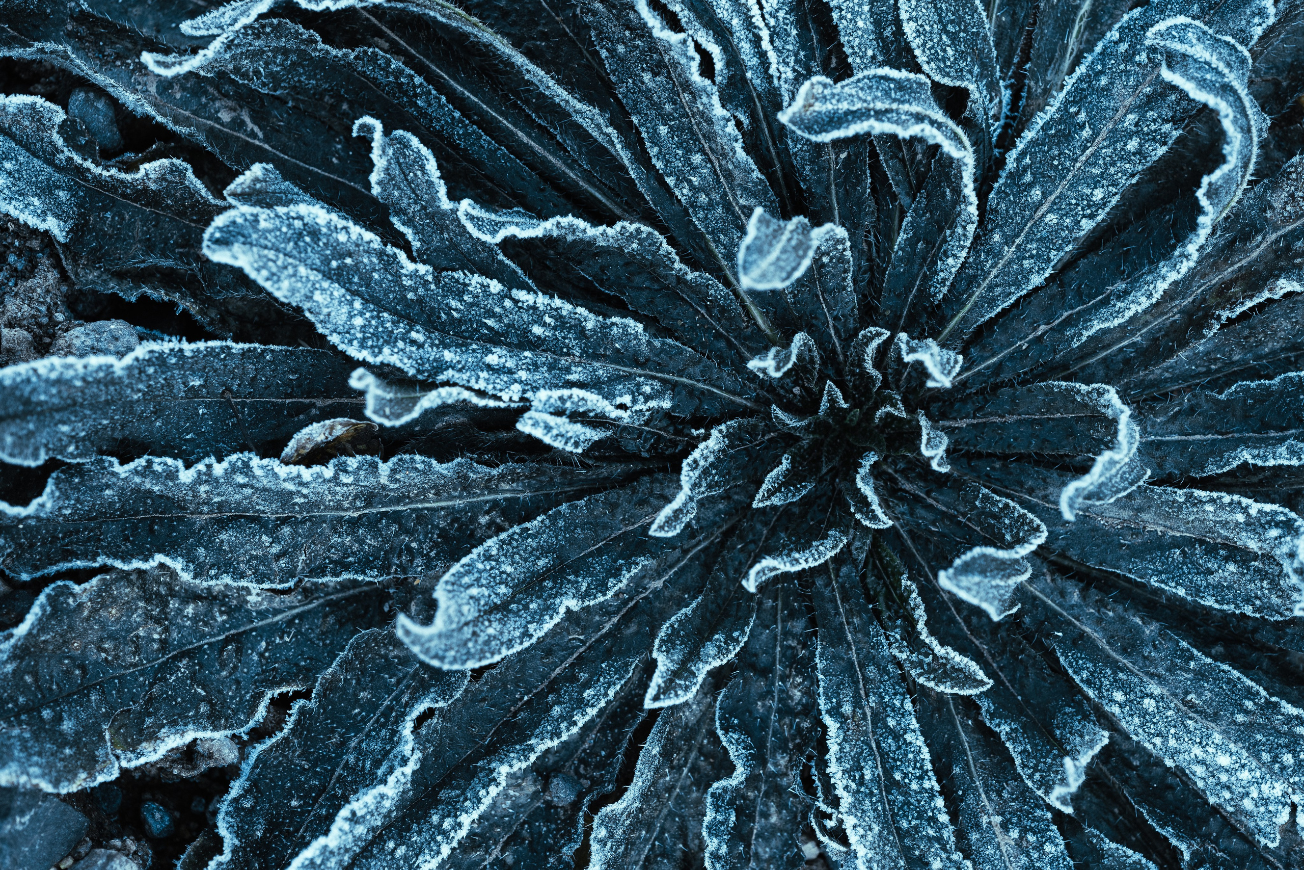 Frozen Nature. Oleg Kozachok — Photographer with Protanopia | Portraits, Texture & Light