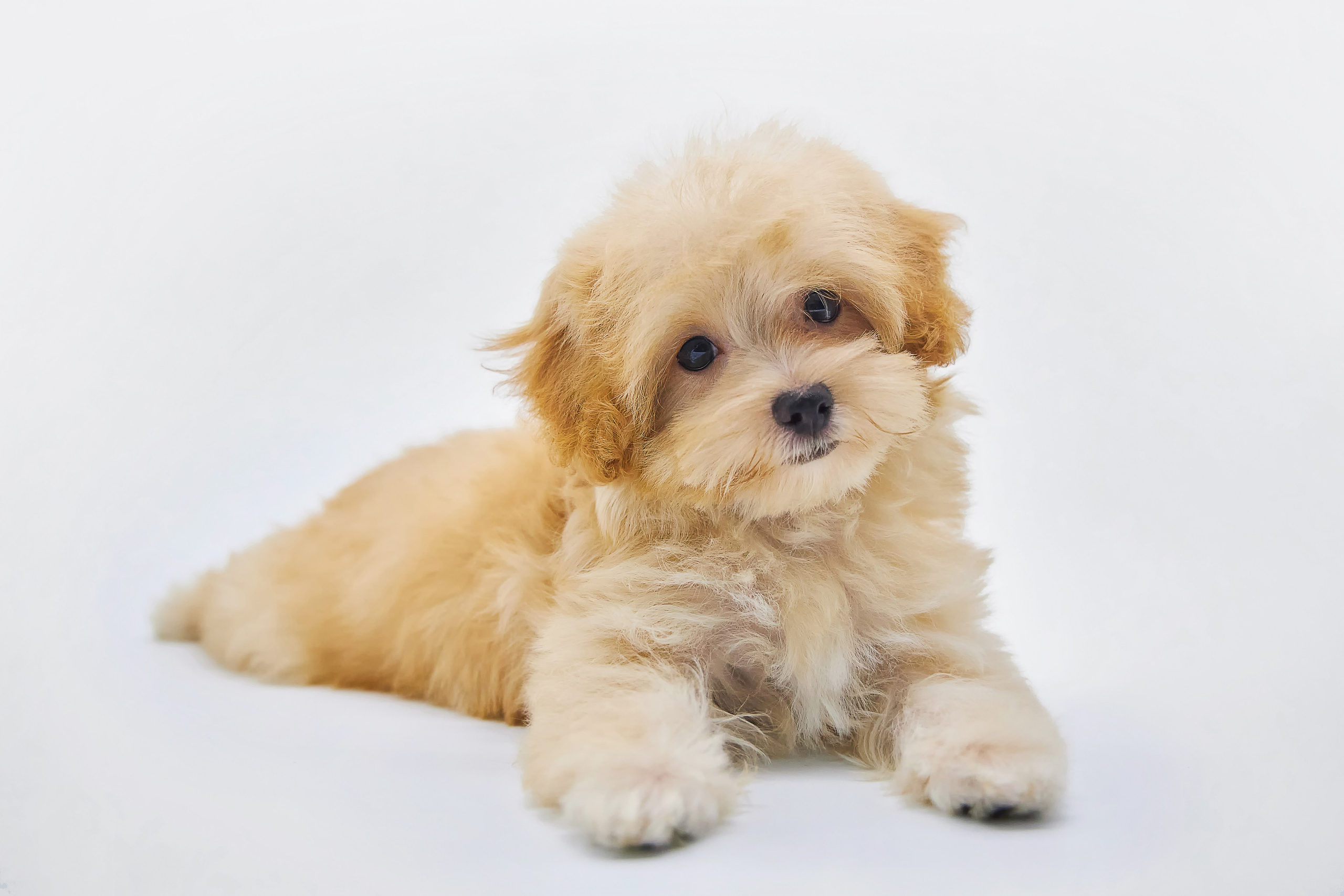 Съёмка животных. Фотохудожник Наталия Кирсанова