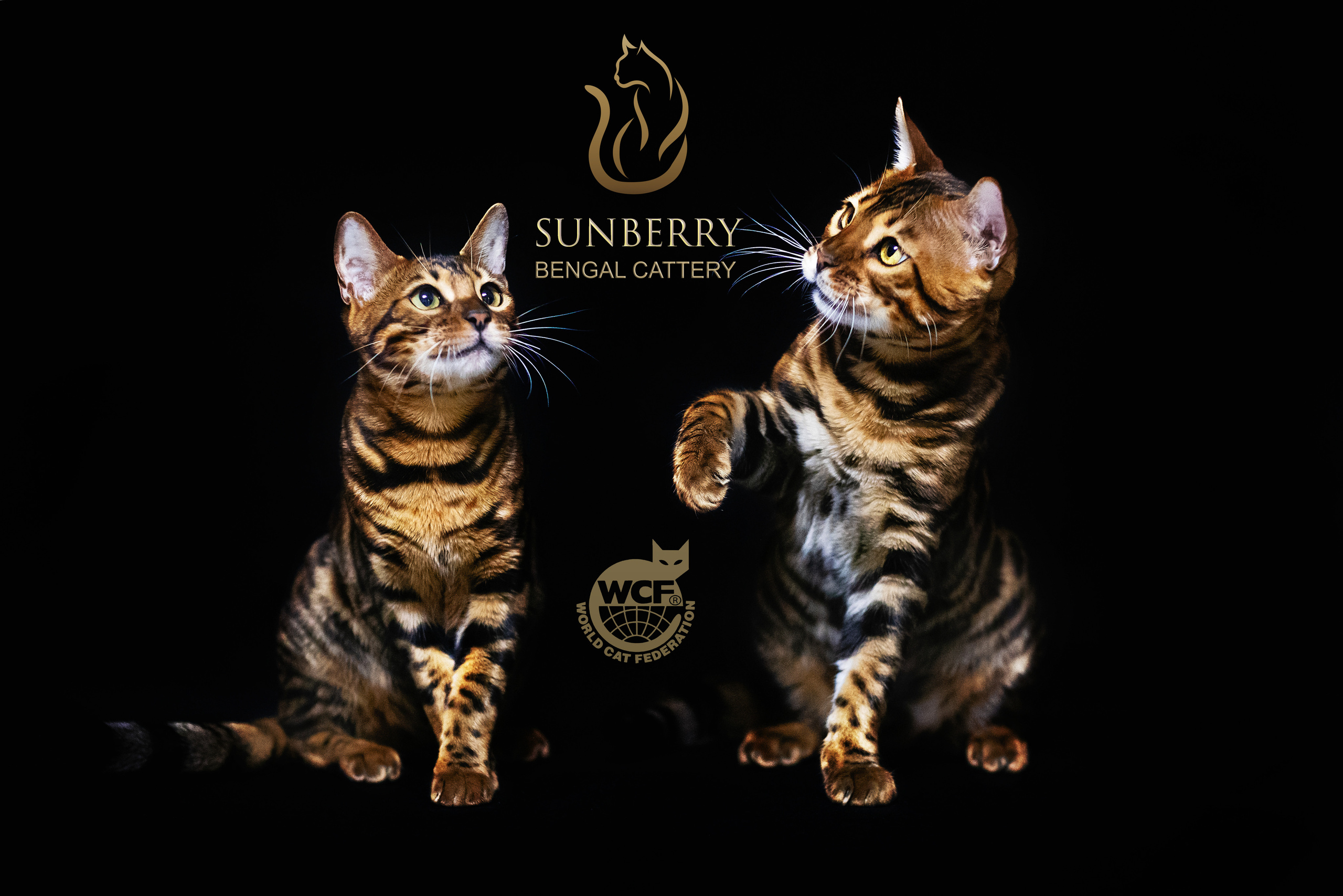 Питомник Бенгальских кошек Минск