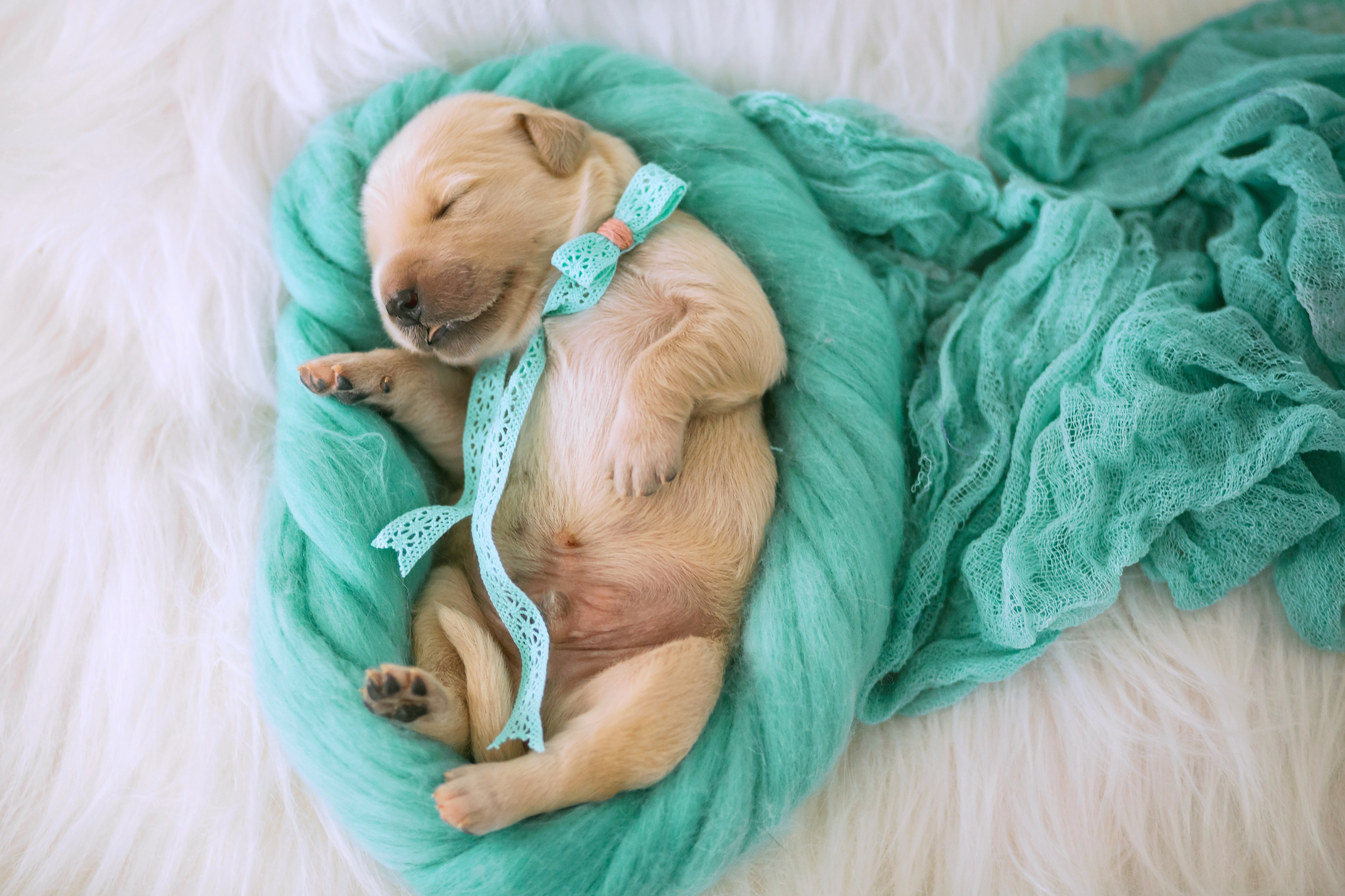 ПАКЕТЫ УСЛУГ. Фотограф Нелли Самойлова