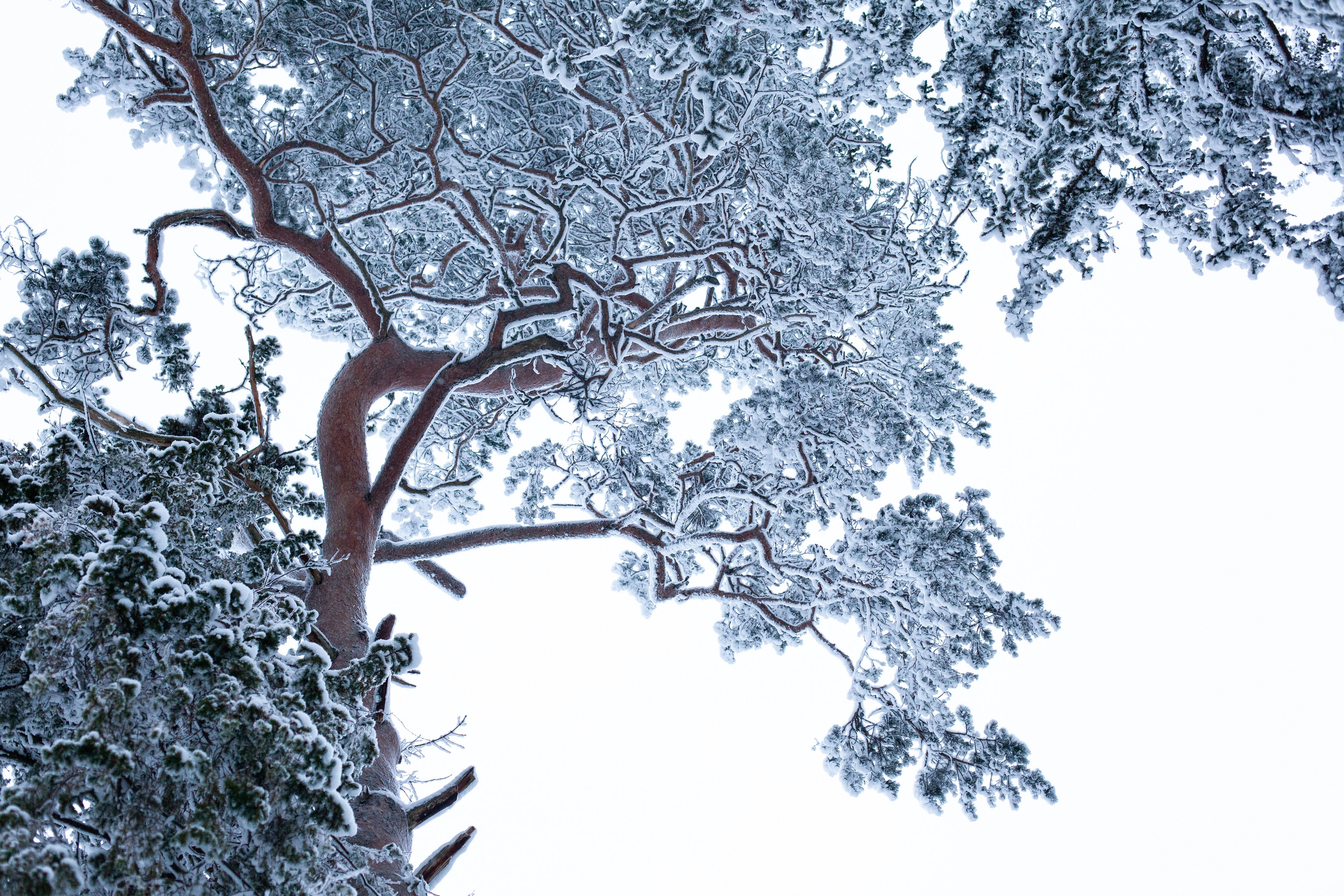 Галереи, выставки, арт-проекты. Visual artist, photographer Liana Darenskaya, Moscow