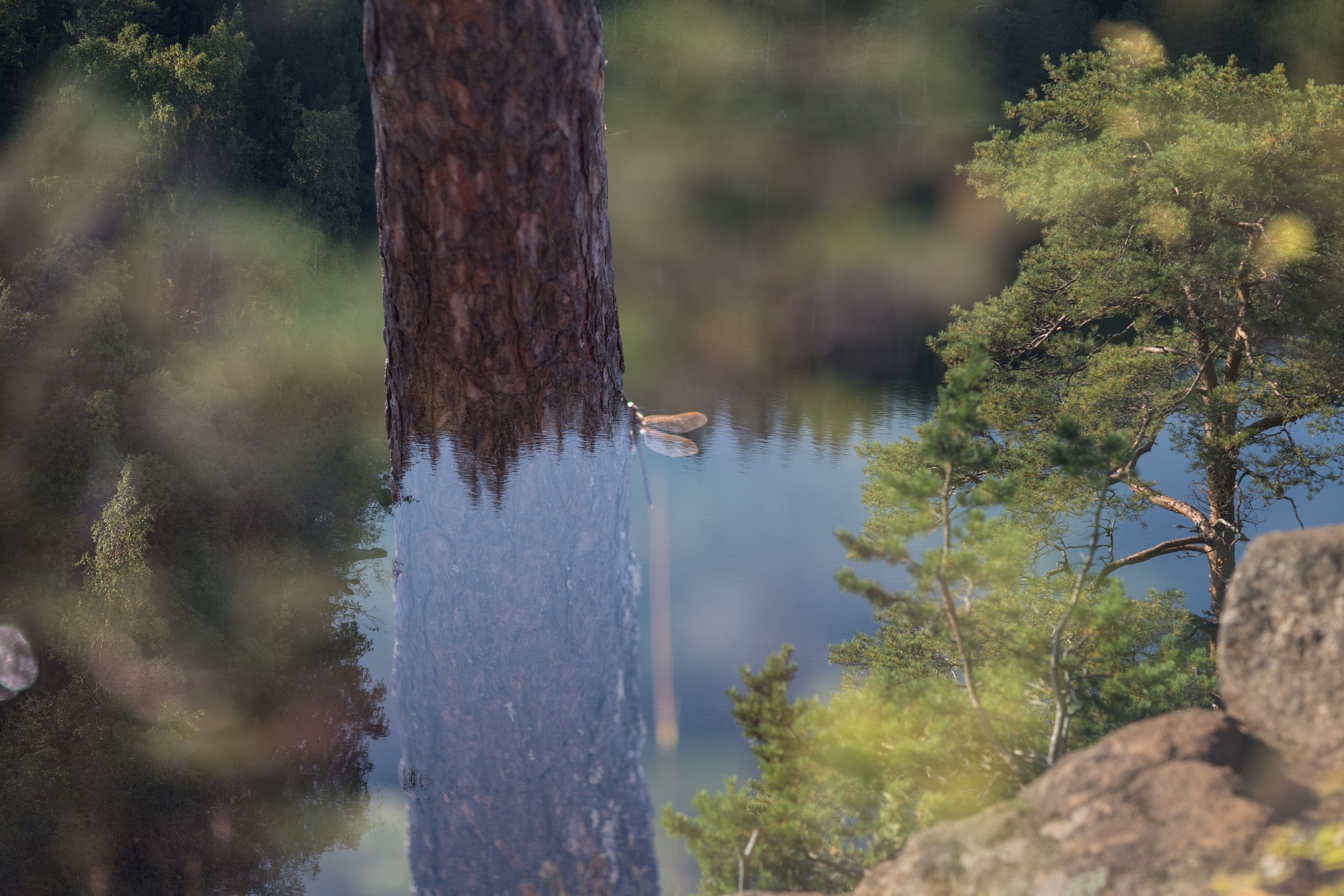 Остров Валаам. Визуальный художник Лиана Даренская, Москва