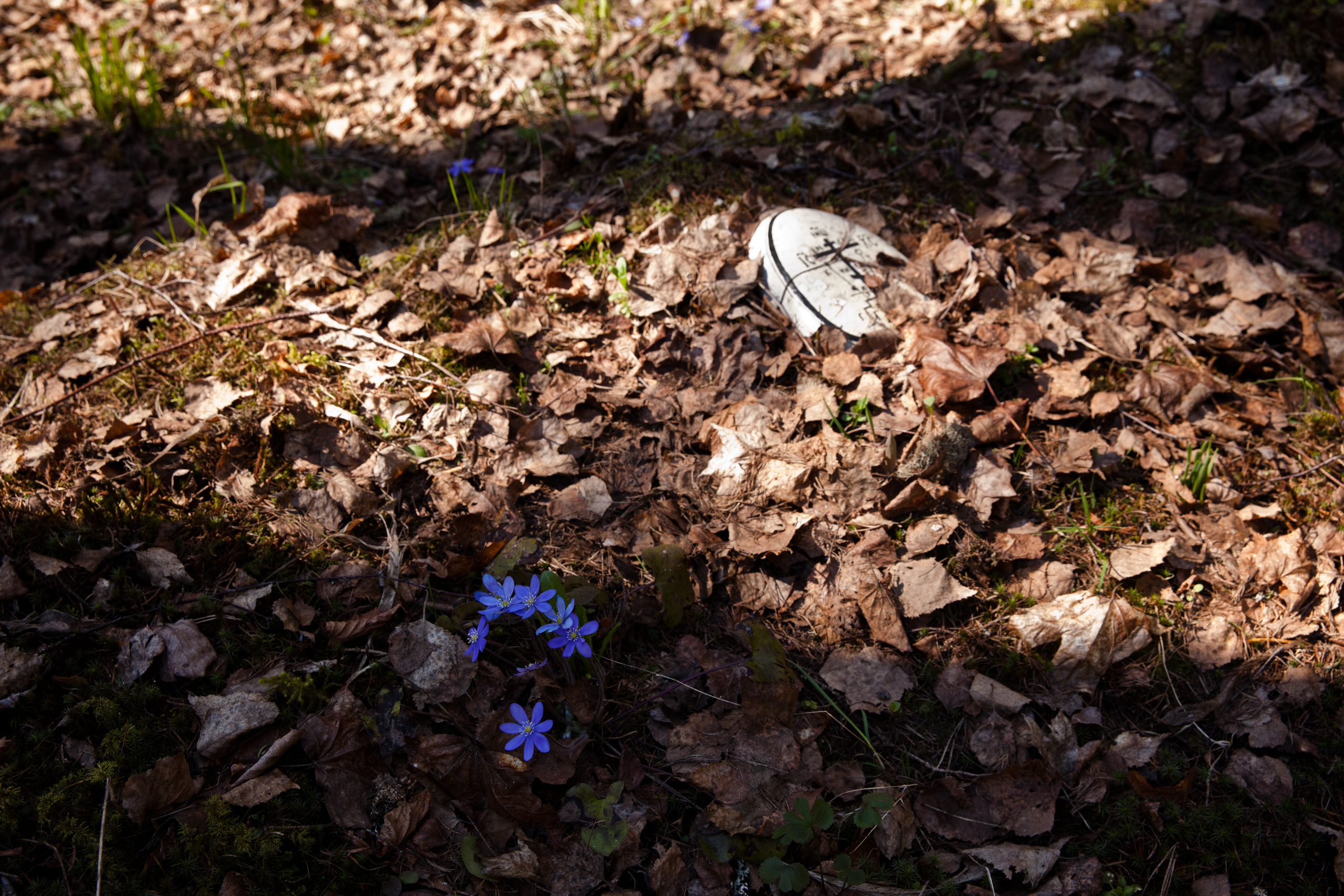 Остров Валаам. Визуальный художник Лиана Даренская, Москва