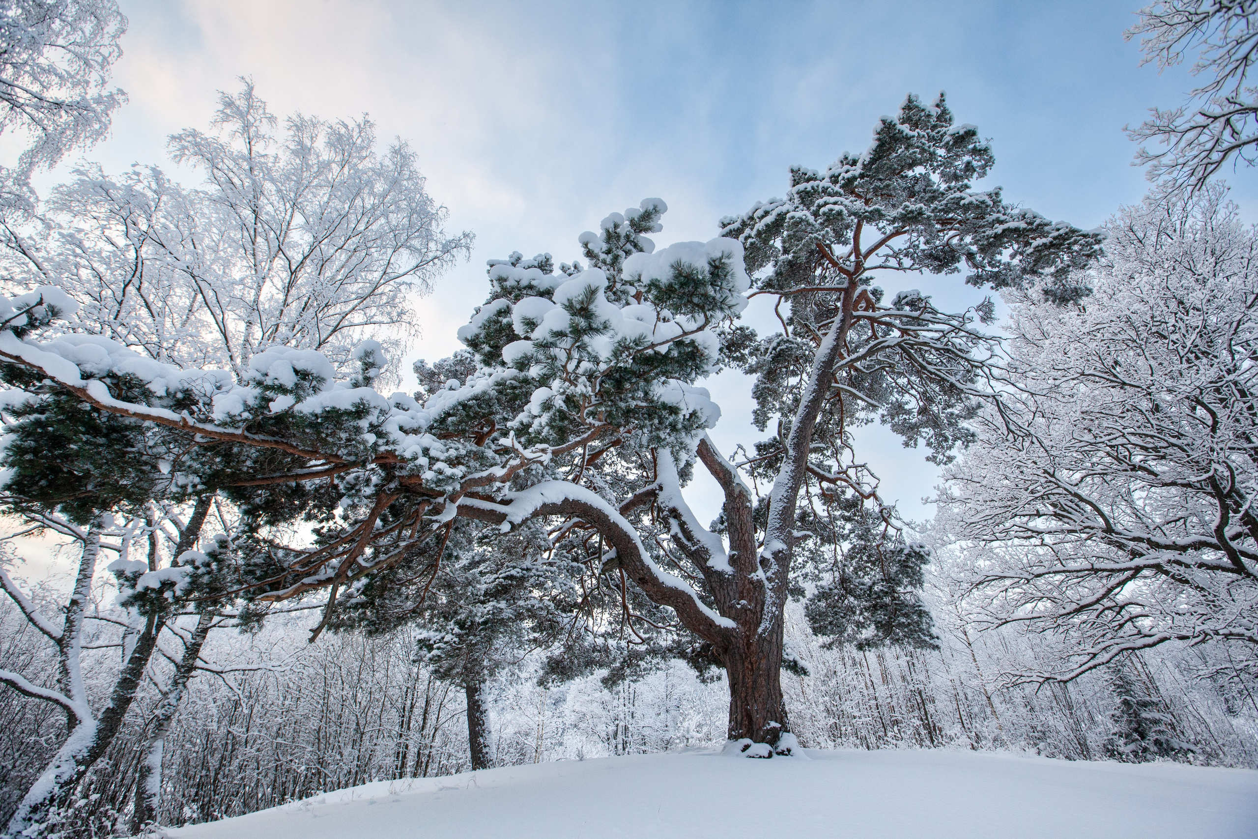 Галереи, выставки, арт-проекты. Visual artist, photographer Liana Darenskaya, Moscow