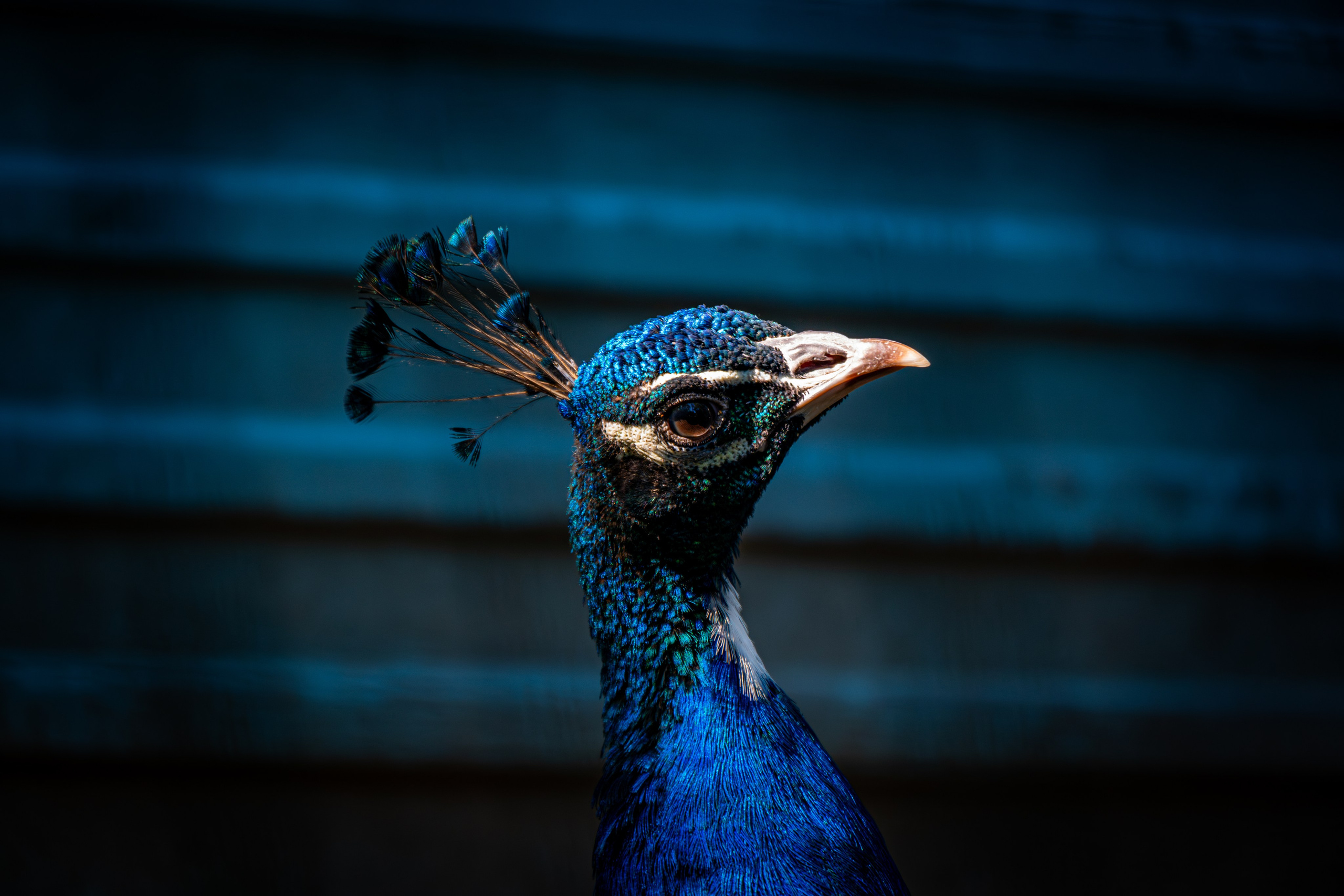 Календарь фотосессий. Репортажный фотограф Владислав Остерман