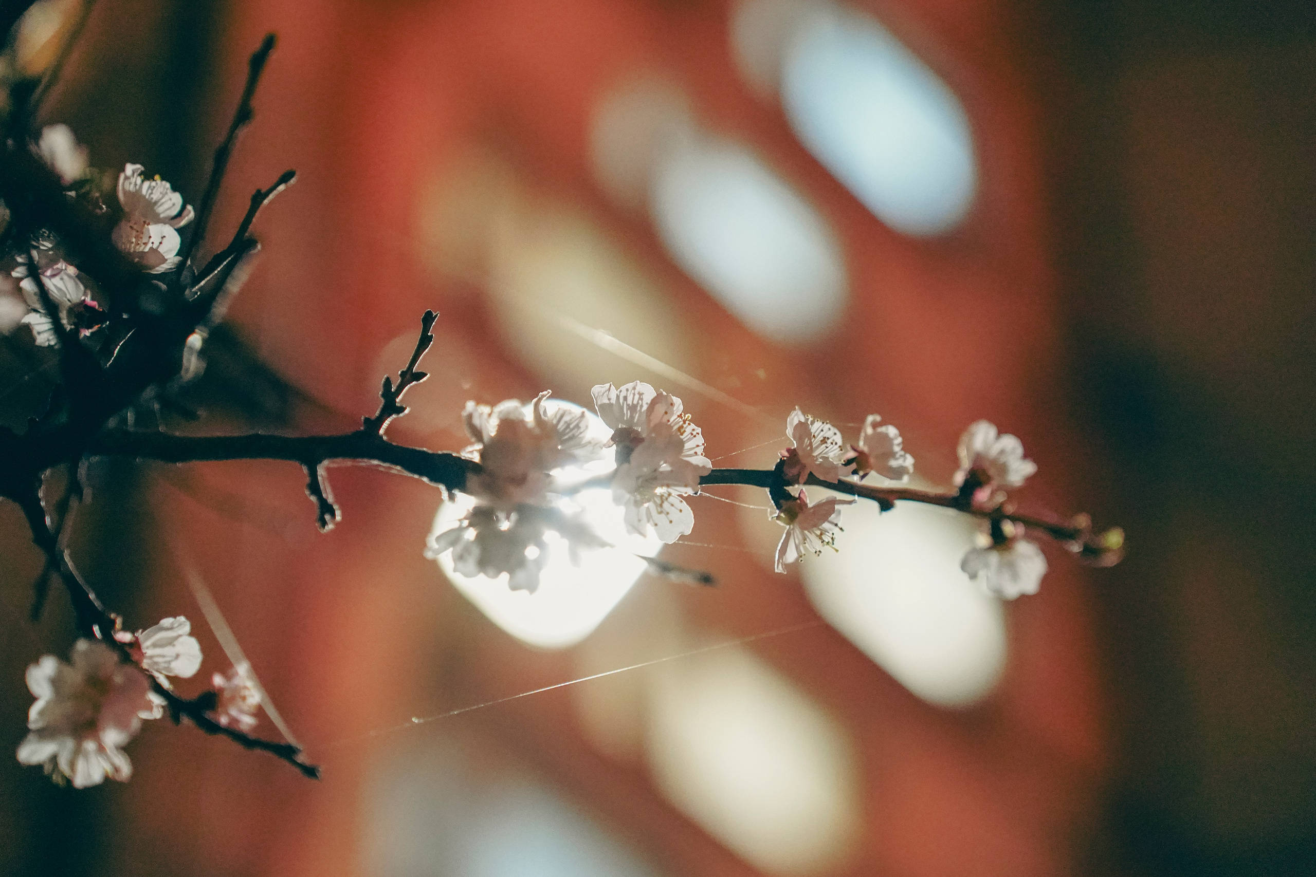 Веточка. Фотограф Кузнецов Егор Липецк