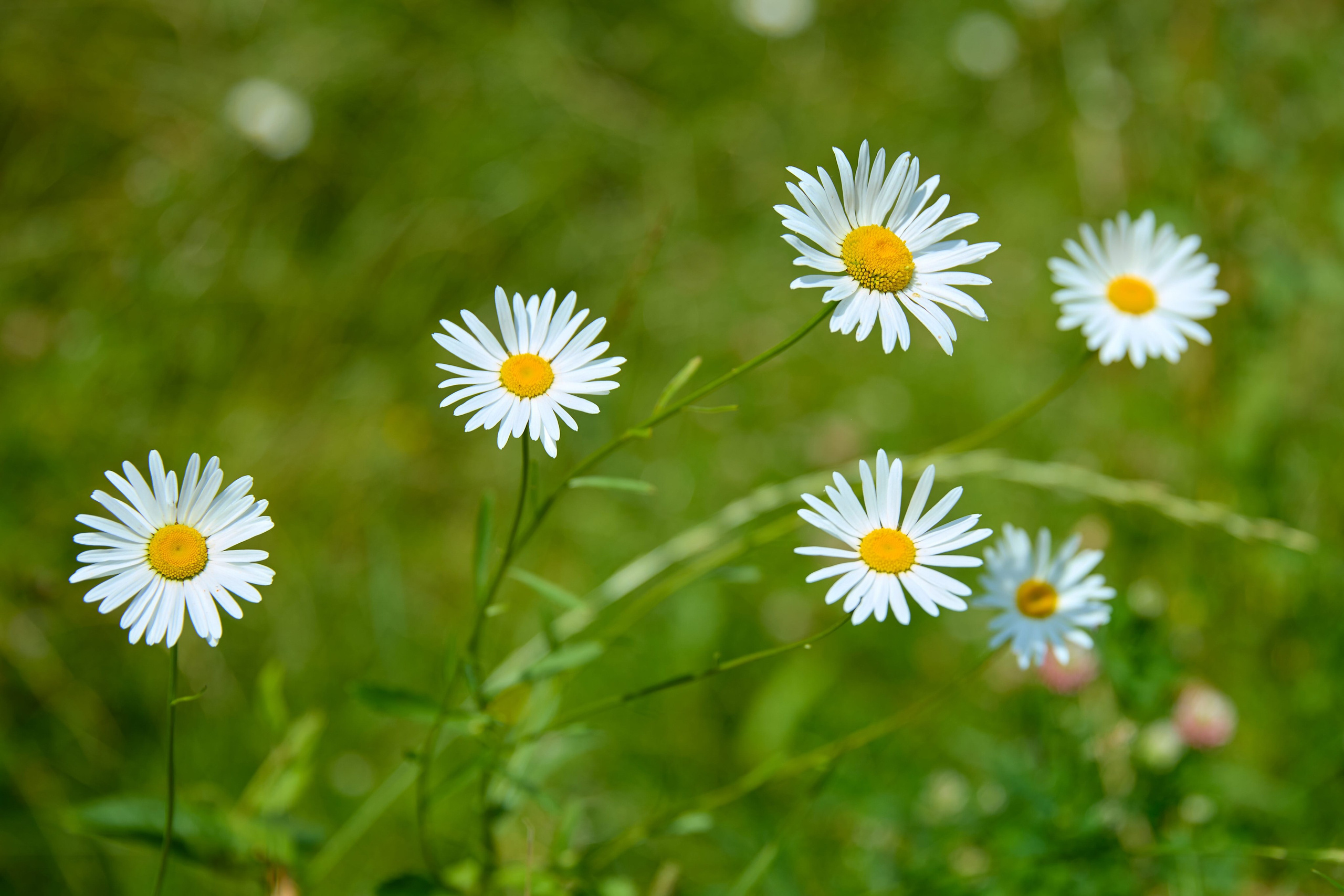 САП-заплыв в деревне: Семейная летняя фотосессия с живыми эмоциями | Magnifico Photo