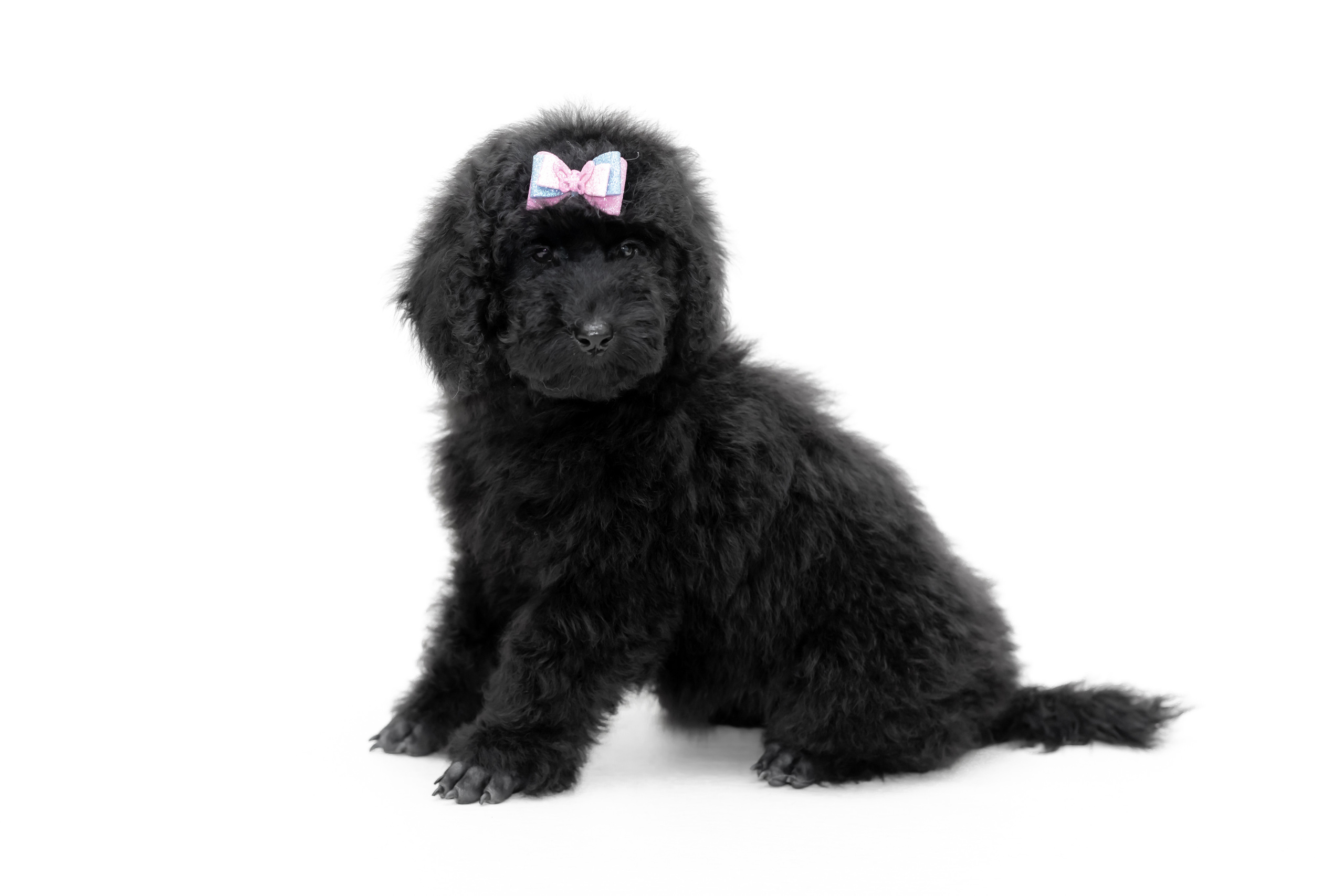 ФОТОСЪЕМКА ЖИВОТНЫХ В СУРГУТЕ