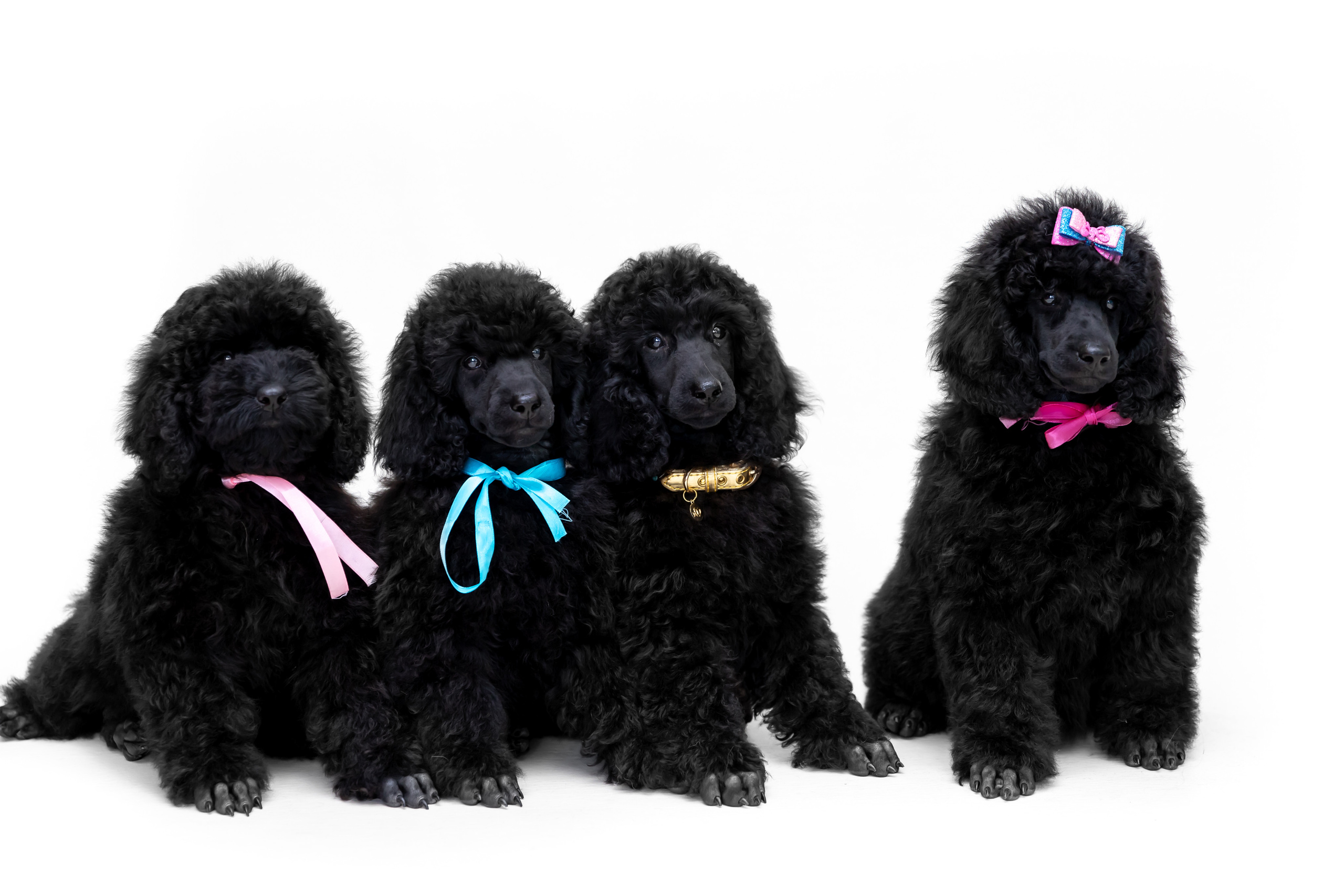 ФОТОСЪЕМКА ЖИВОТНЫХ В СУРГУТЕ