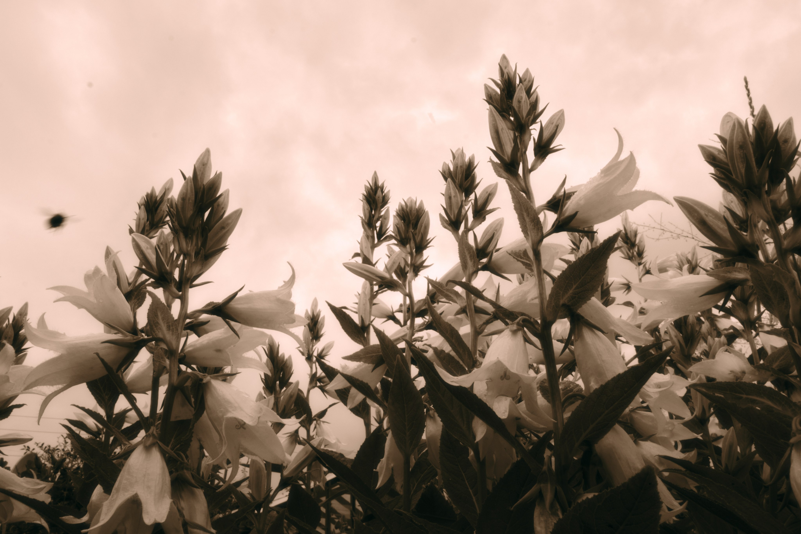 Sale of works. Izma photos