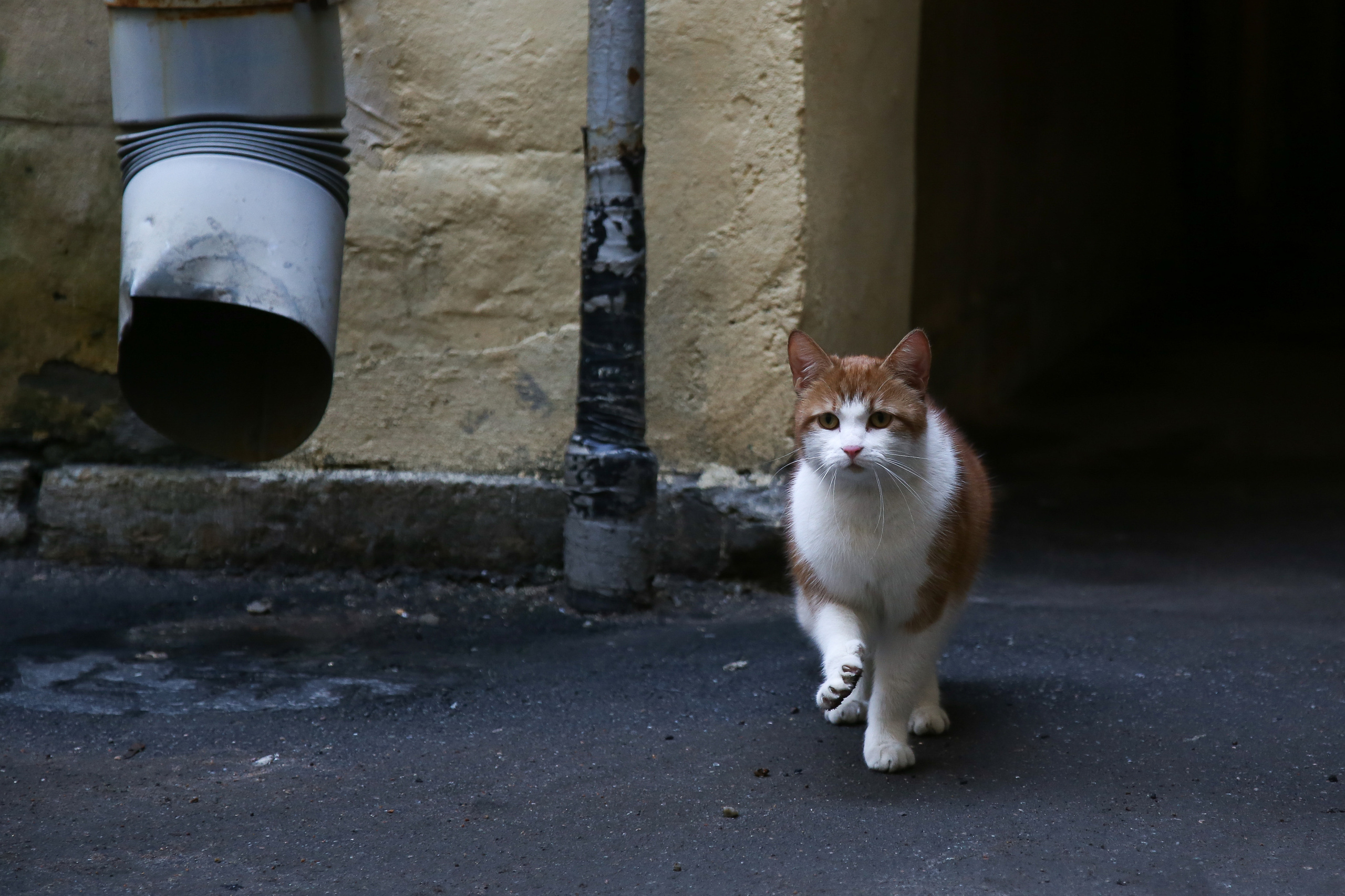 Большой Казачий переулок и дом купца Захарова. Фотограф Юля Постнова