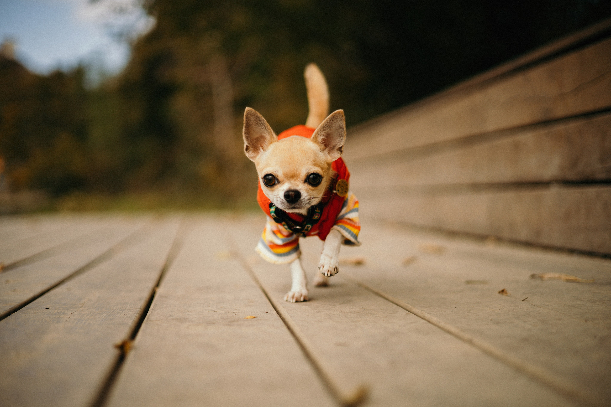 Фотограф — анималист Владивосток, Алина