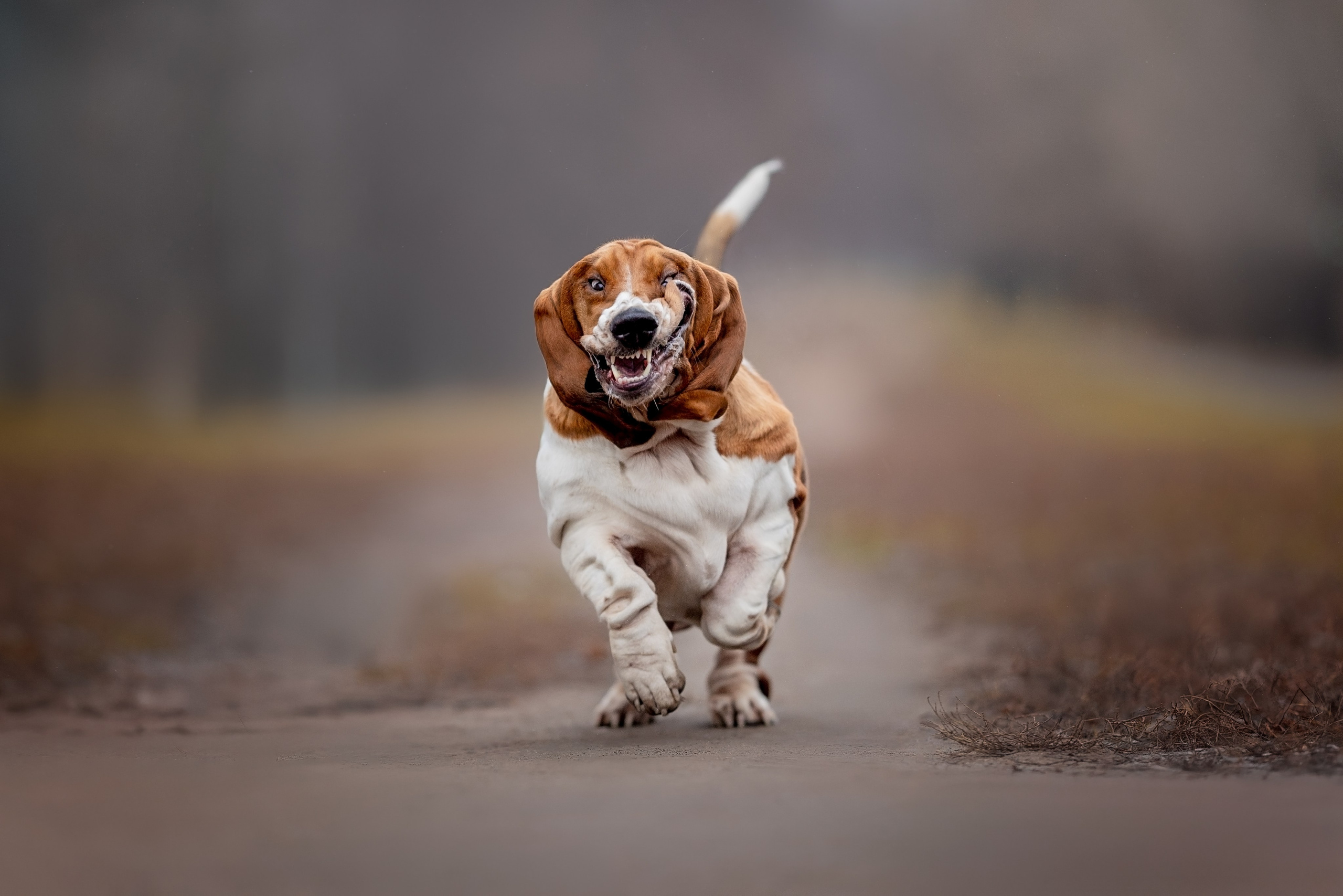 Услуги. Репортажный фотограф Мария Мадзик
