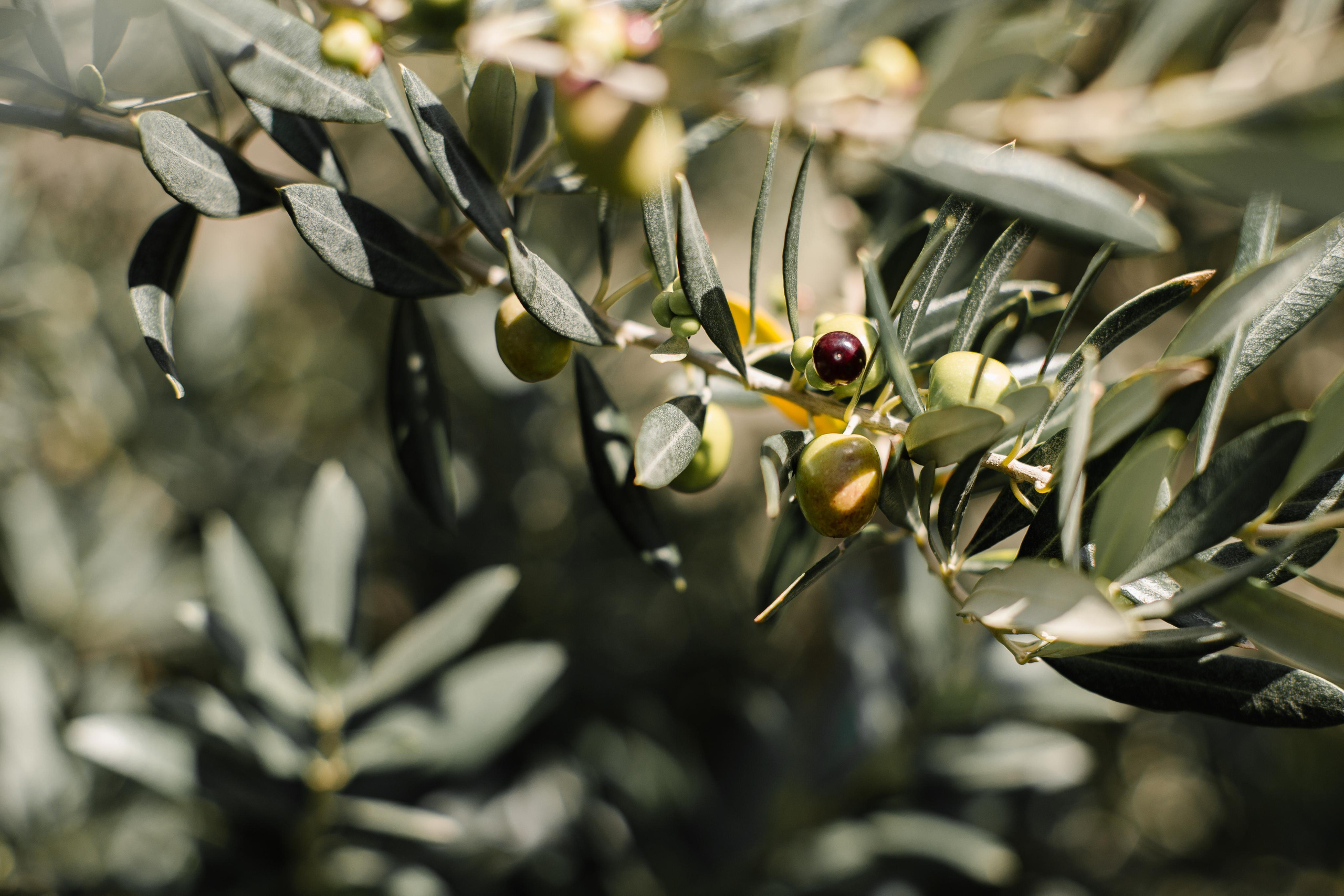 Семейная фотосъёмка в Черногории Анна Рыкшина