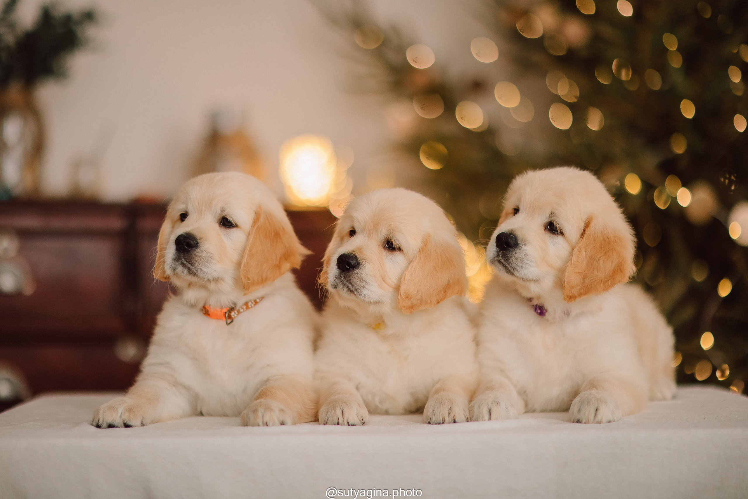 Литера Б, др 18.12.2025 Веста х Оливер. Свадебный и женский фотограф