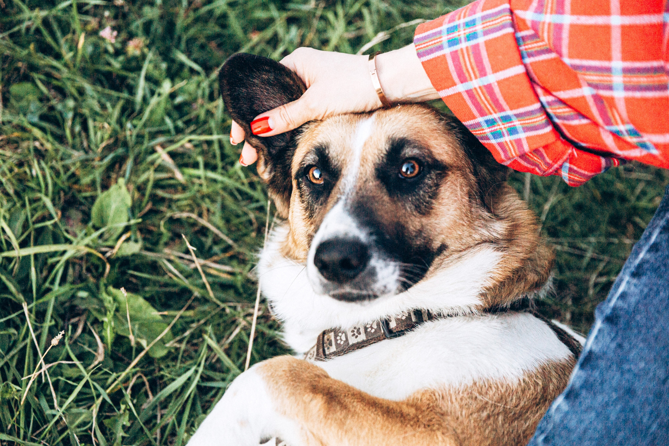 Услуги. Фотограф-анималист в Москве Соломонова Варвара