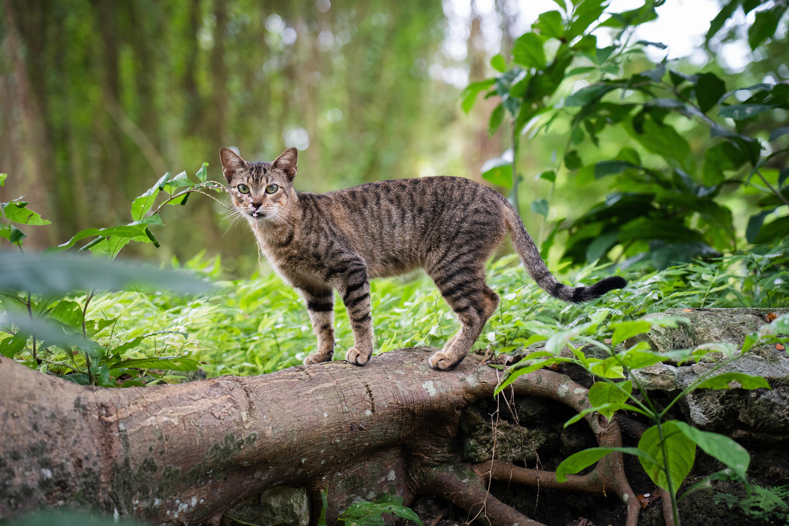 Гавана 2021. Каталожная и промышленная съемка в Москве Александр Плонский