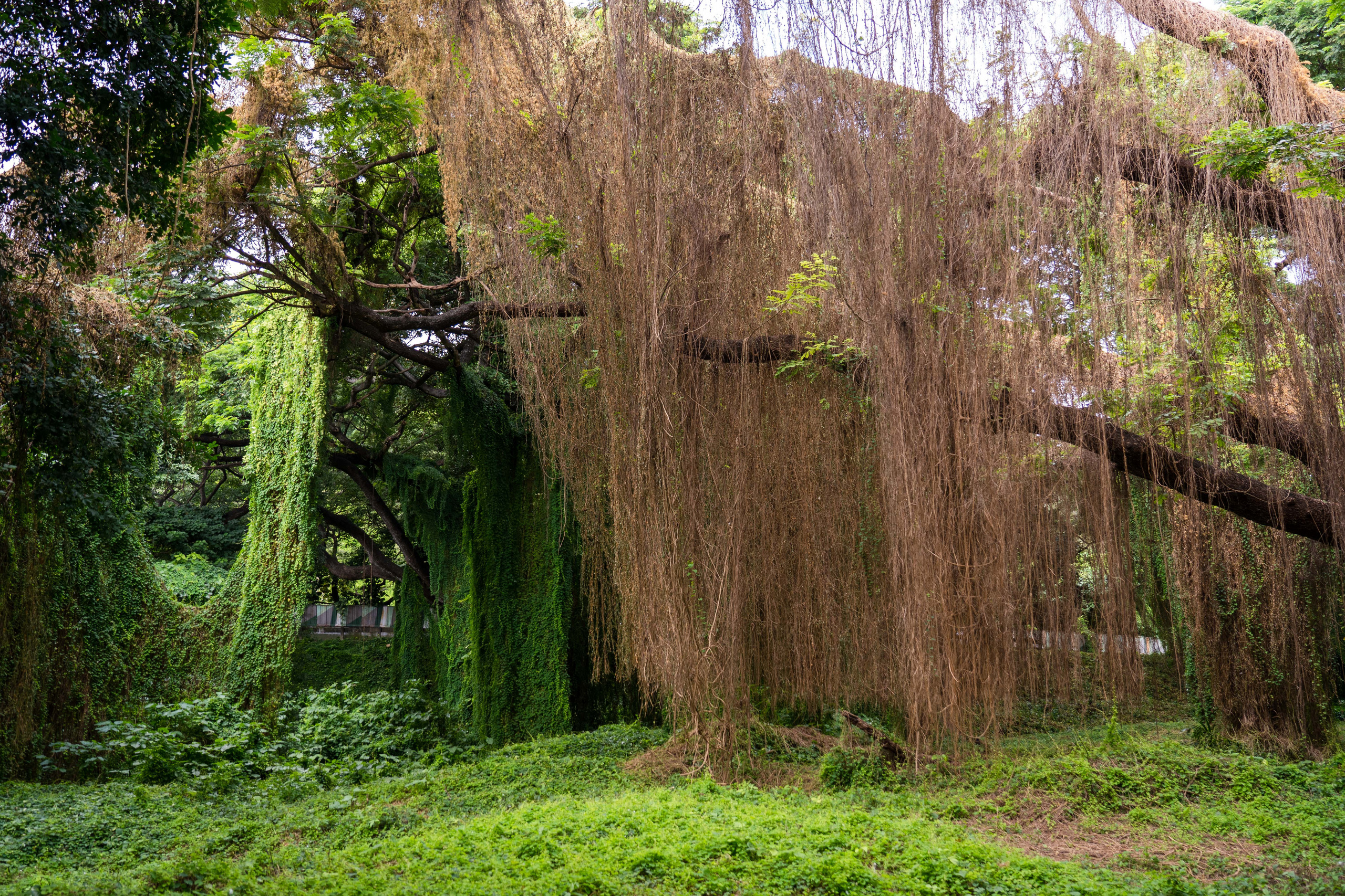 Гавана 2021. Каталожная и промышленная съемка в Москве Александр Плонский