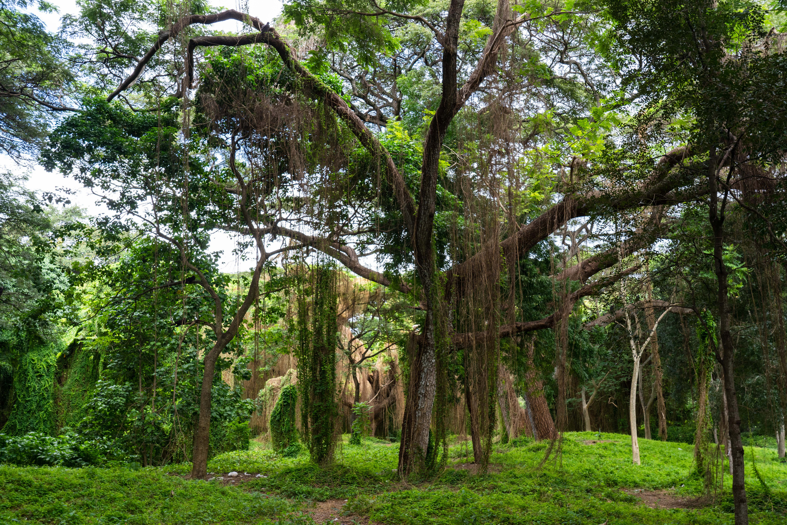 Гавана 2021. Каталожная и промышленная съемка в Москве Александр Плонский