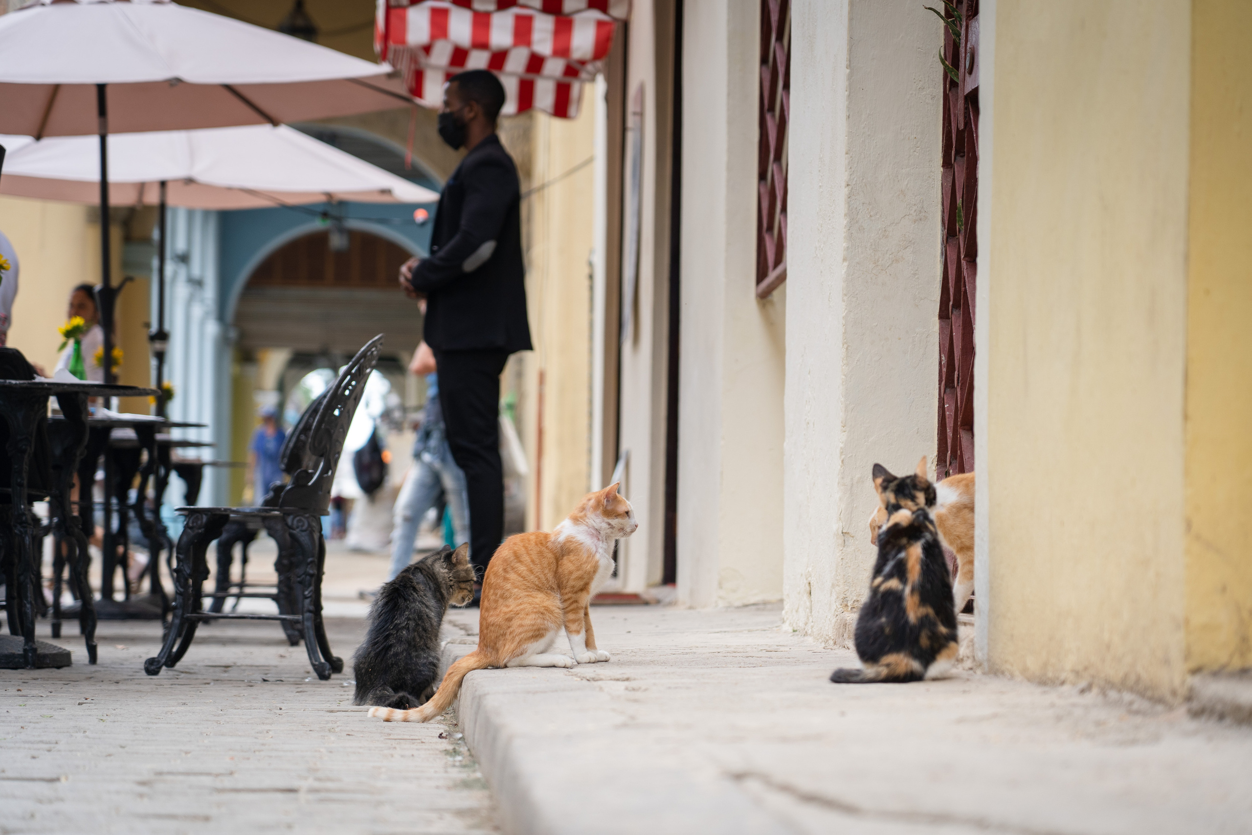 Гавана 2021. Каталожная и промышленная съемка в Москве Александр Плонский