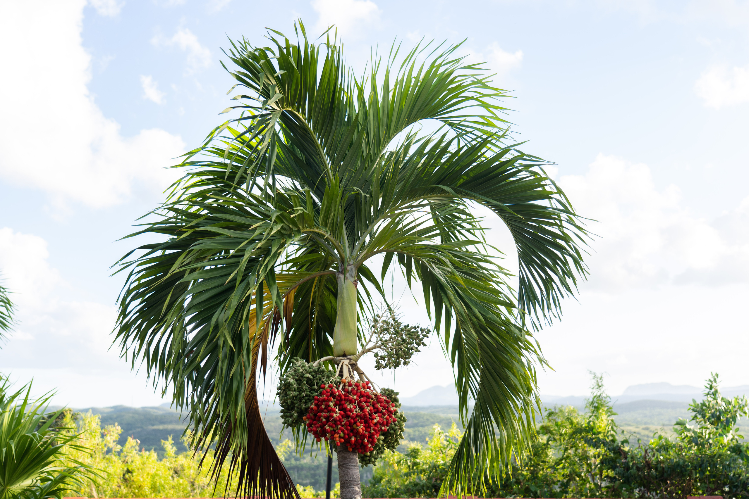 Гавана 2021. Каталожная и промышленная съемка в Москве Александр Плонский