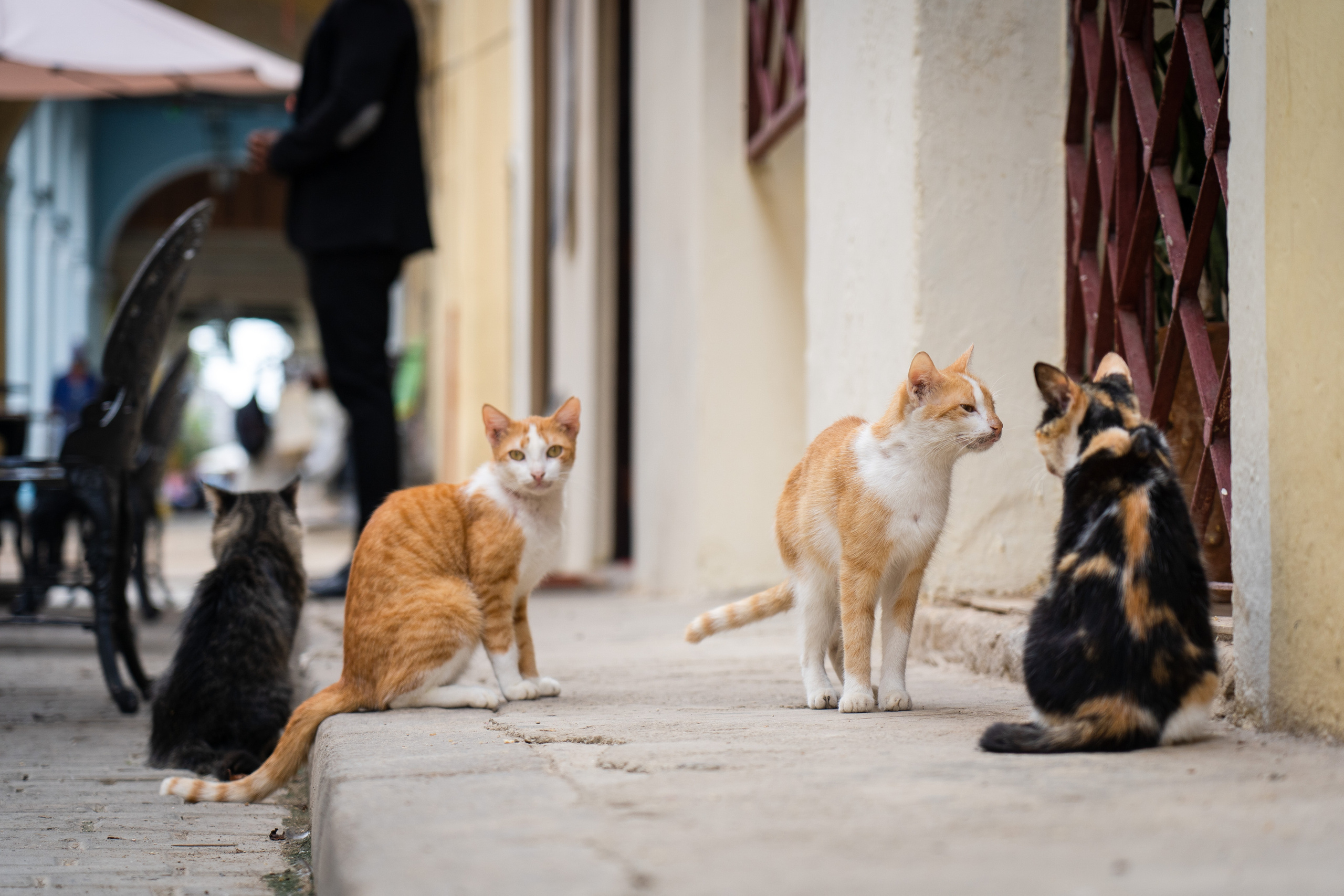 Гавана 2021. Каталожная и промышленная съемка в Москве Александр Плонский