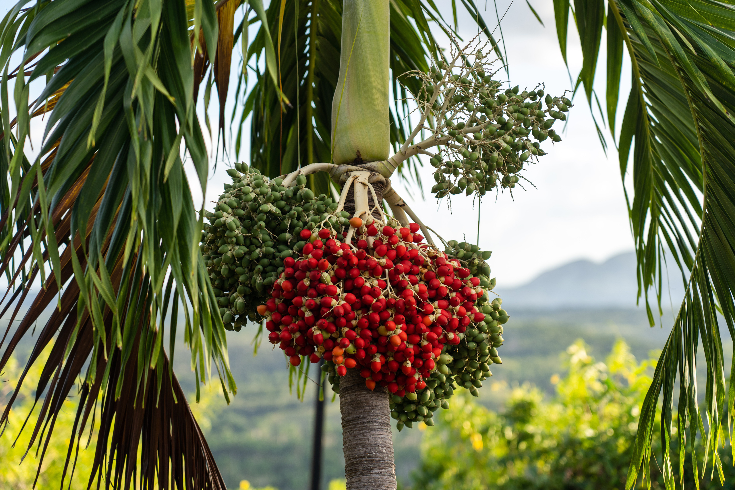 Гавана 2021. Каталожная и промышленная съемка в Москве Александр Плонский