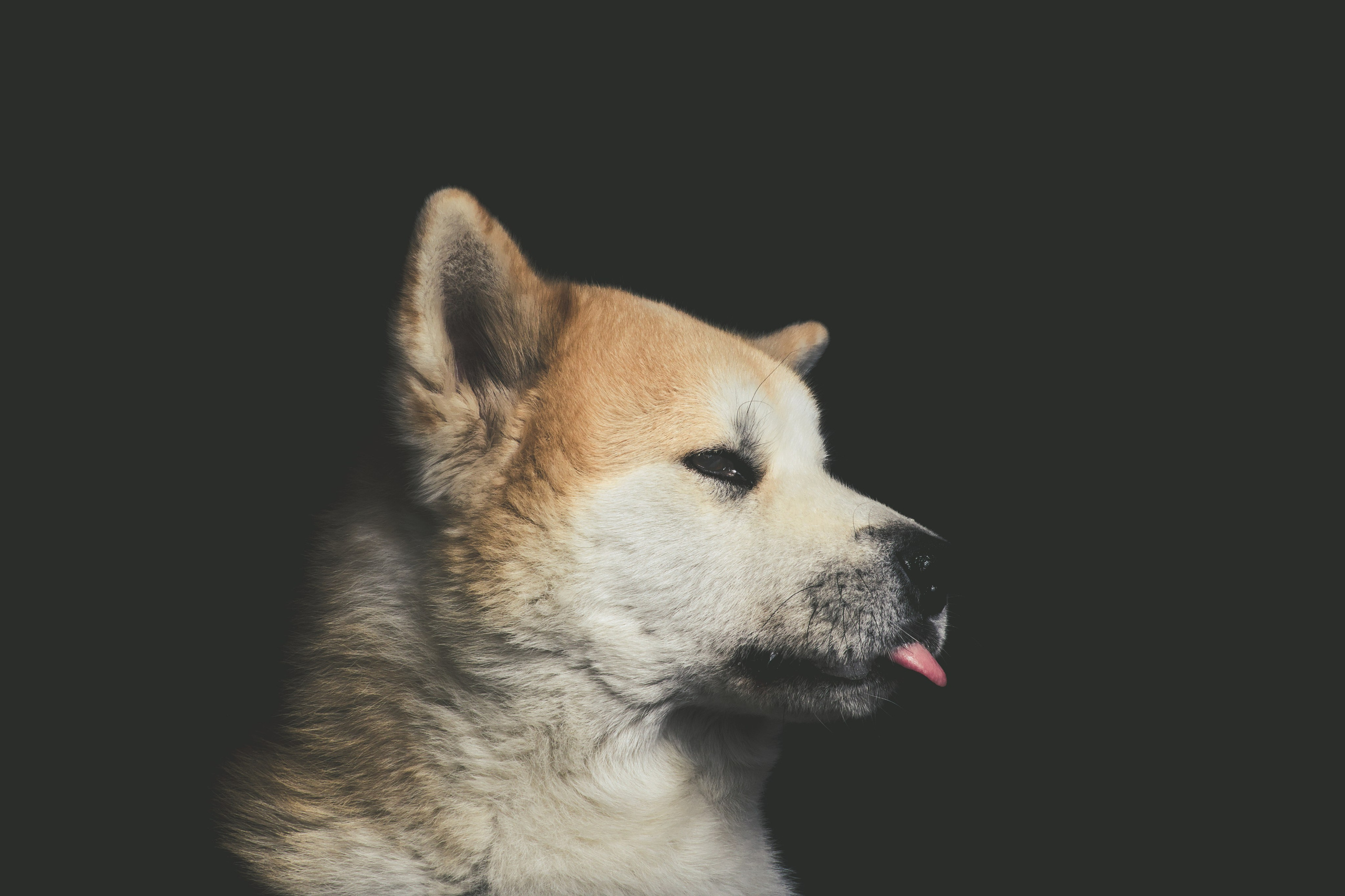 Акита- ину фотография собаки