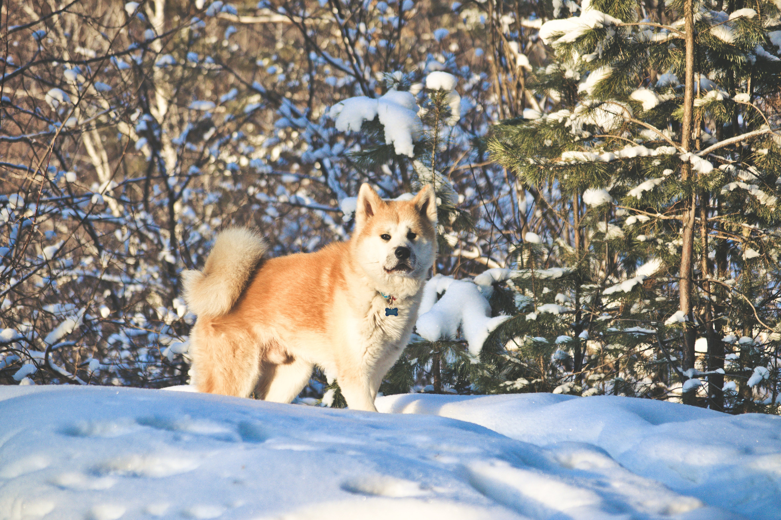 Акита- ину фотография собаки, о породе