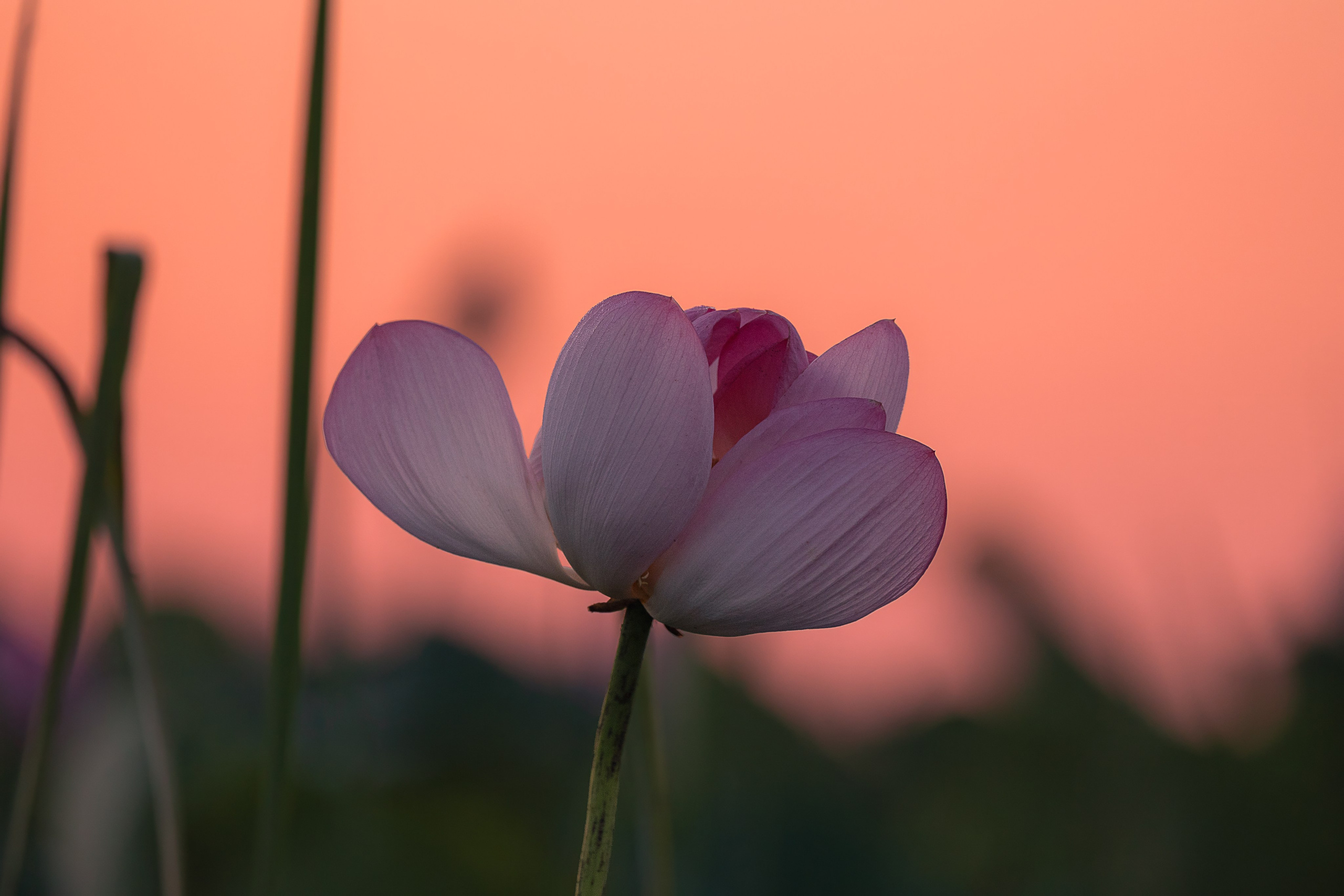 Астраханская область 2025 | Фотограф Дмитрий Купрацевич. Дмитрий Купрацевич профессиональный пейзажный и travel-фотограф