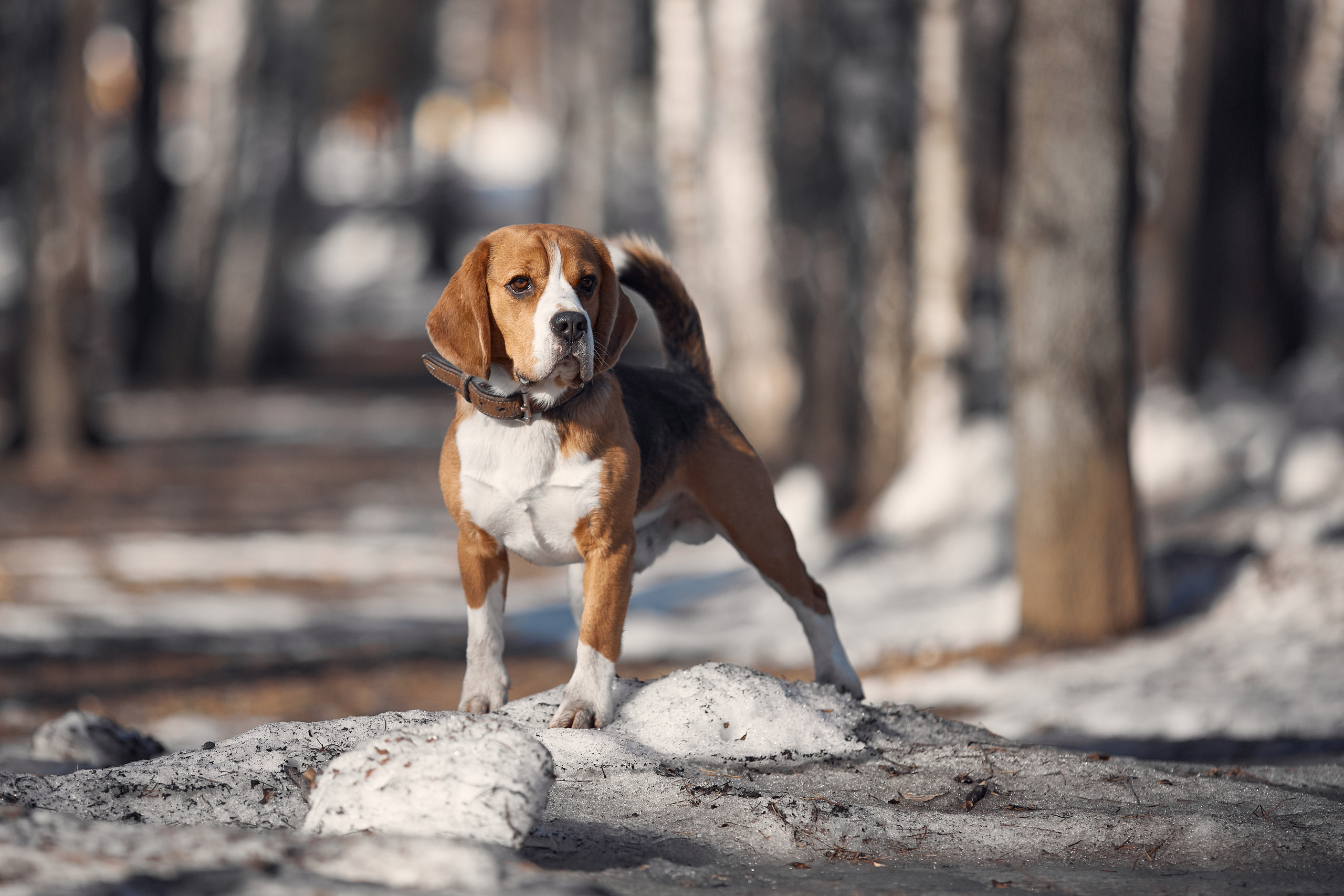 Гайд. Фотограф-анималист Мартынова Анастасия