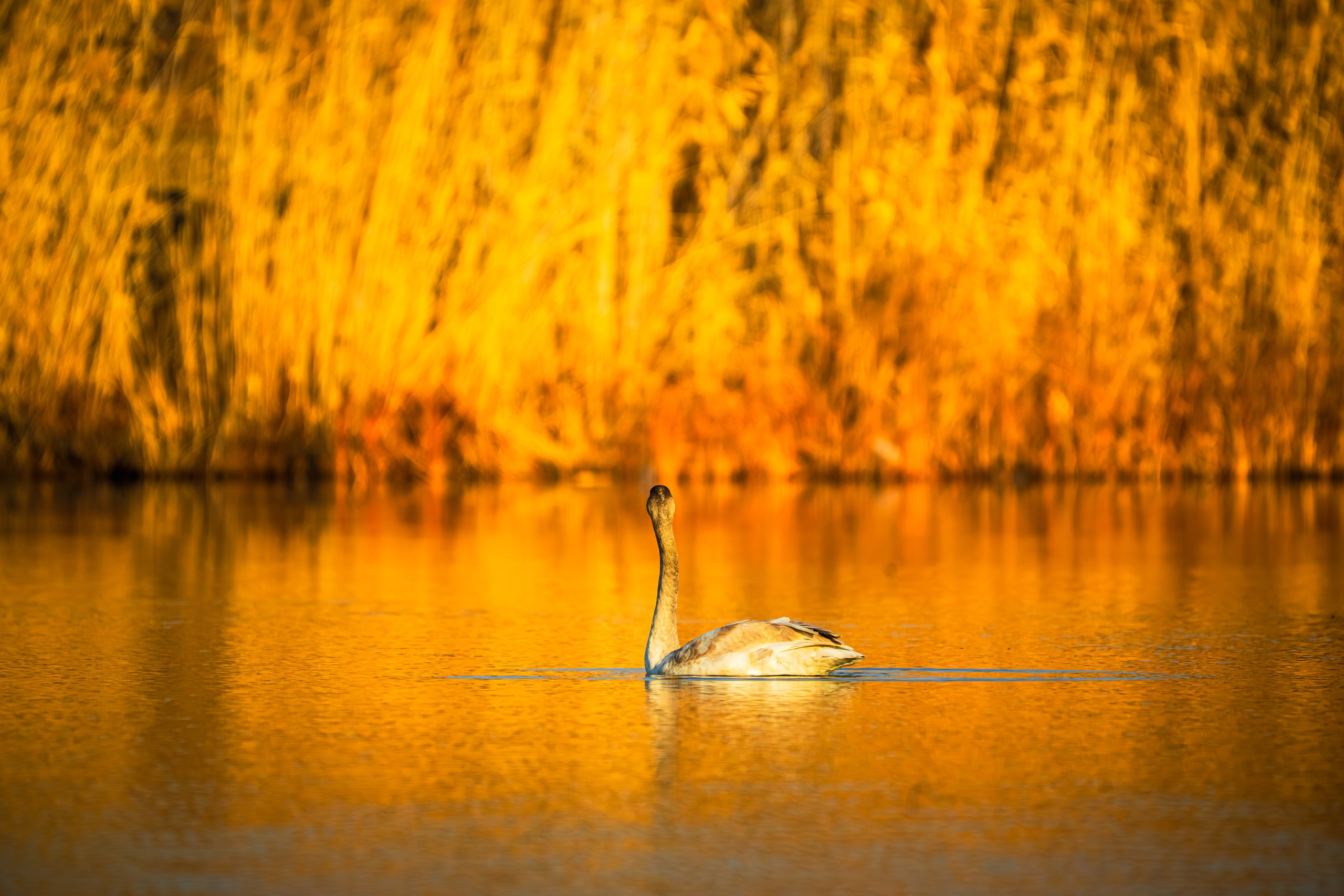 FAUNA LINE. Картины о красоте, культурных ценностях и традициях Казахстана