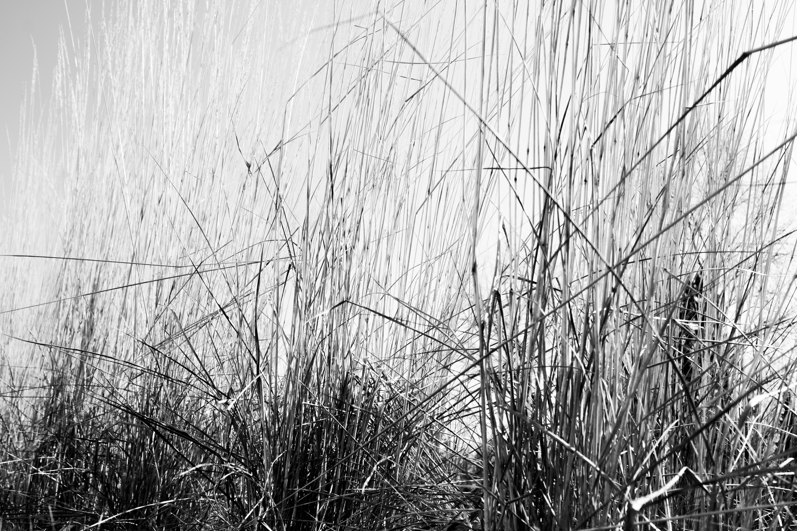 Весна. Прогулка во дворе офиса. Фотограф Евгений Серебряков в Екатеринбурге