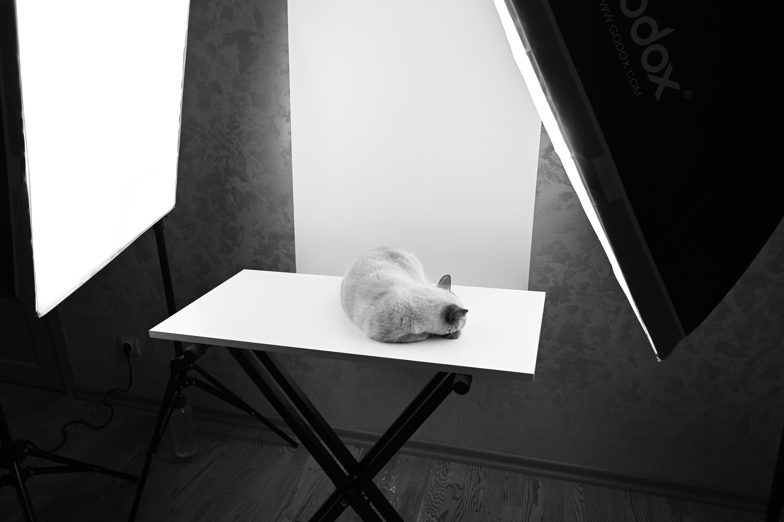 О нешей Снежке. Полина Бамбиза фотограф фотосессии Красноярск фотокниги портрет