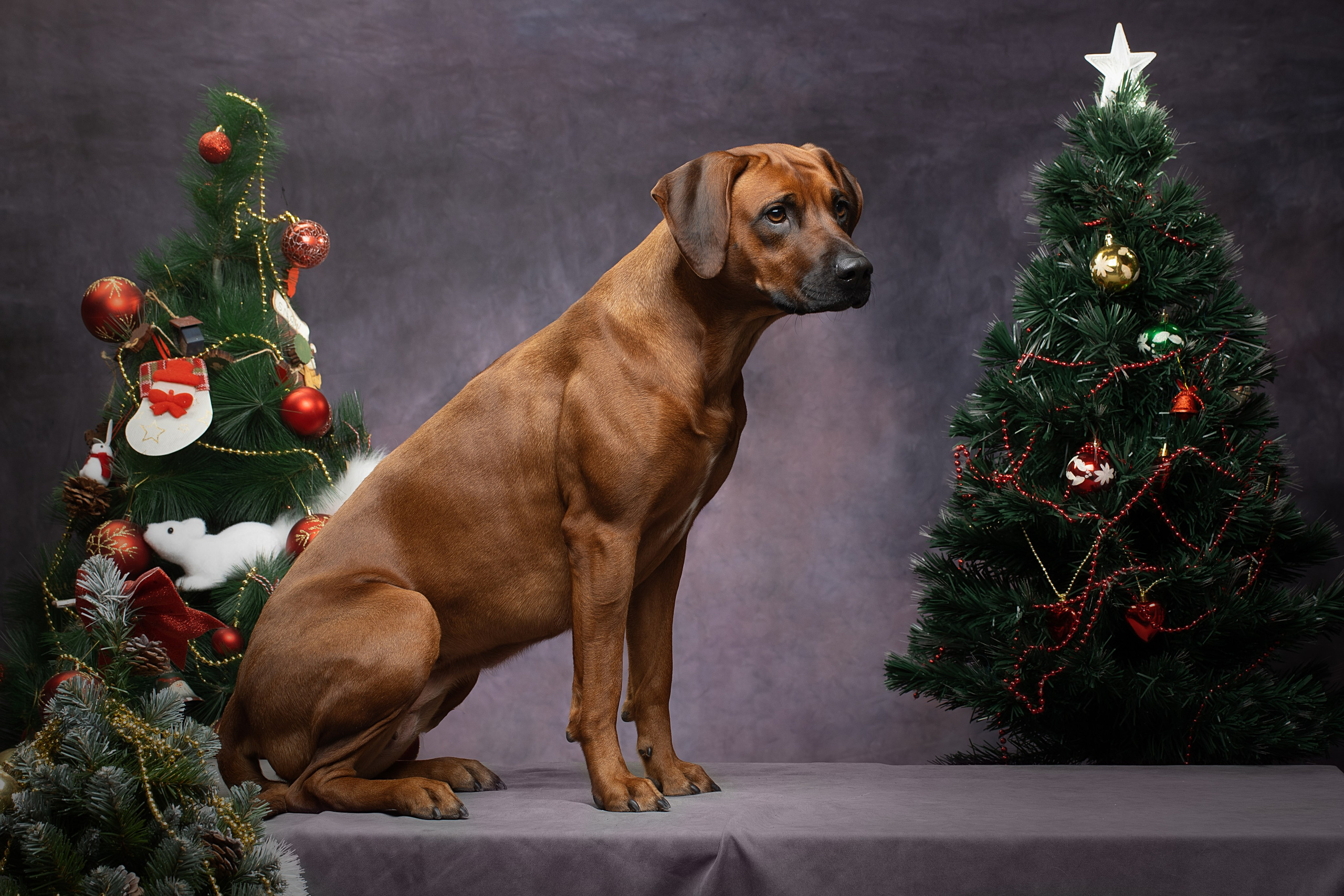 VIVA VERITAS Iz Doma Narayzi (1). Rhodesian Ridgebacks in St. Petersburg