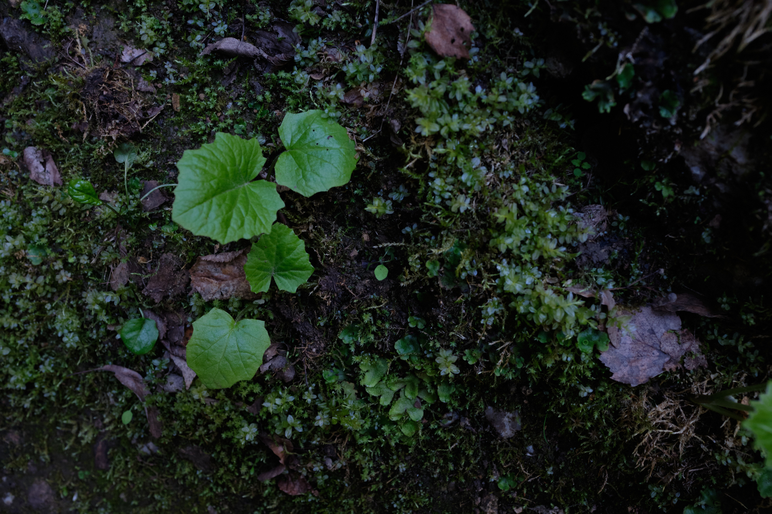 Уфа. Таратау. Вертолетная площадка. Елена Павленко. Фотограф. Москва
