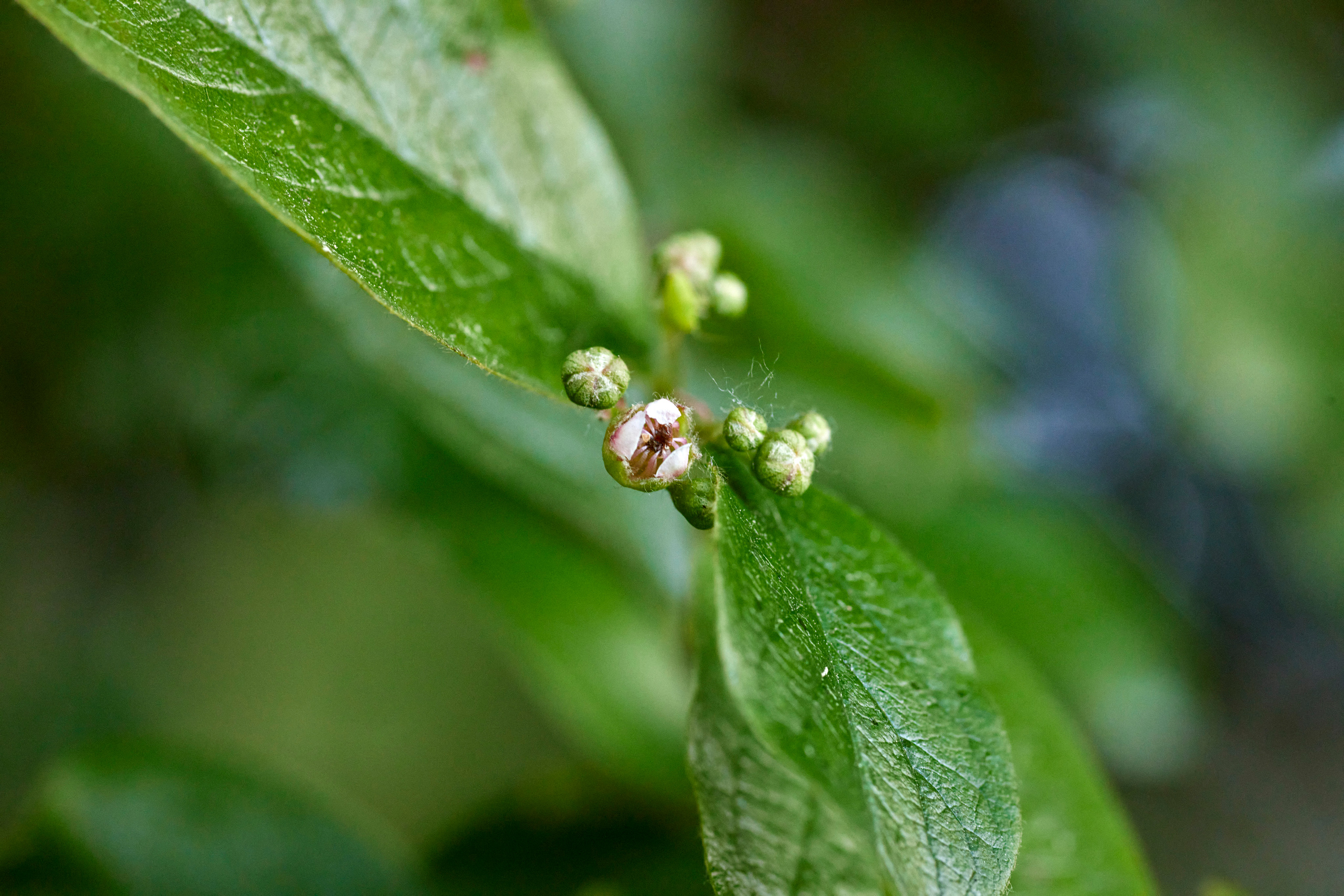 Вечер в Тушино. DOP Aleksey Seleznev