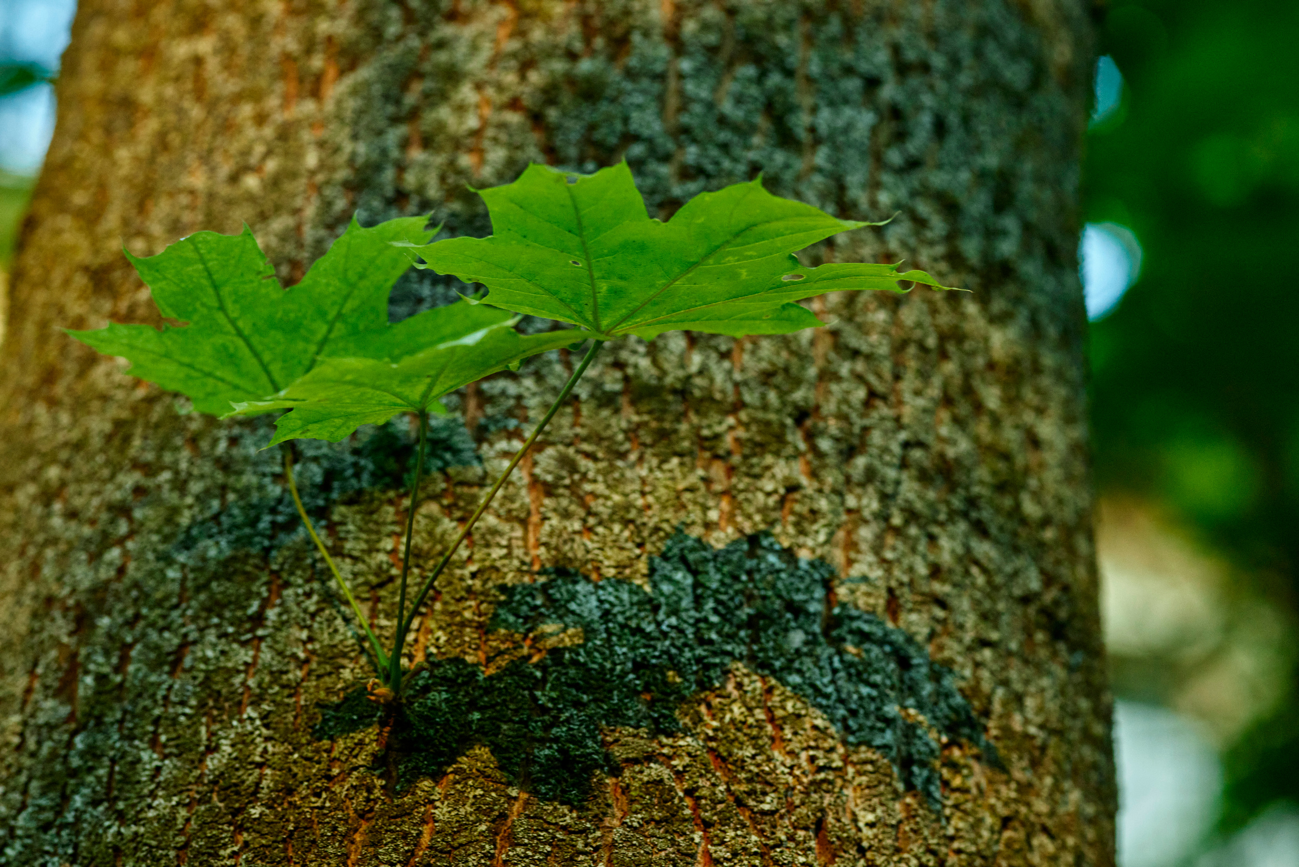Вечер в Тушино. DOP Aleksey Seleznev