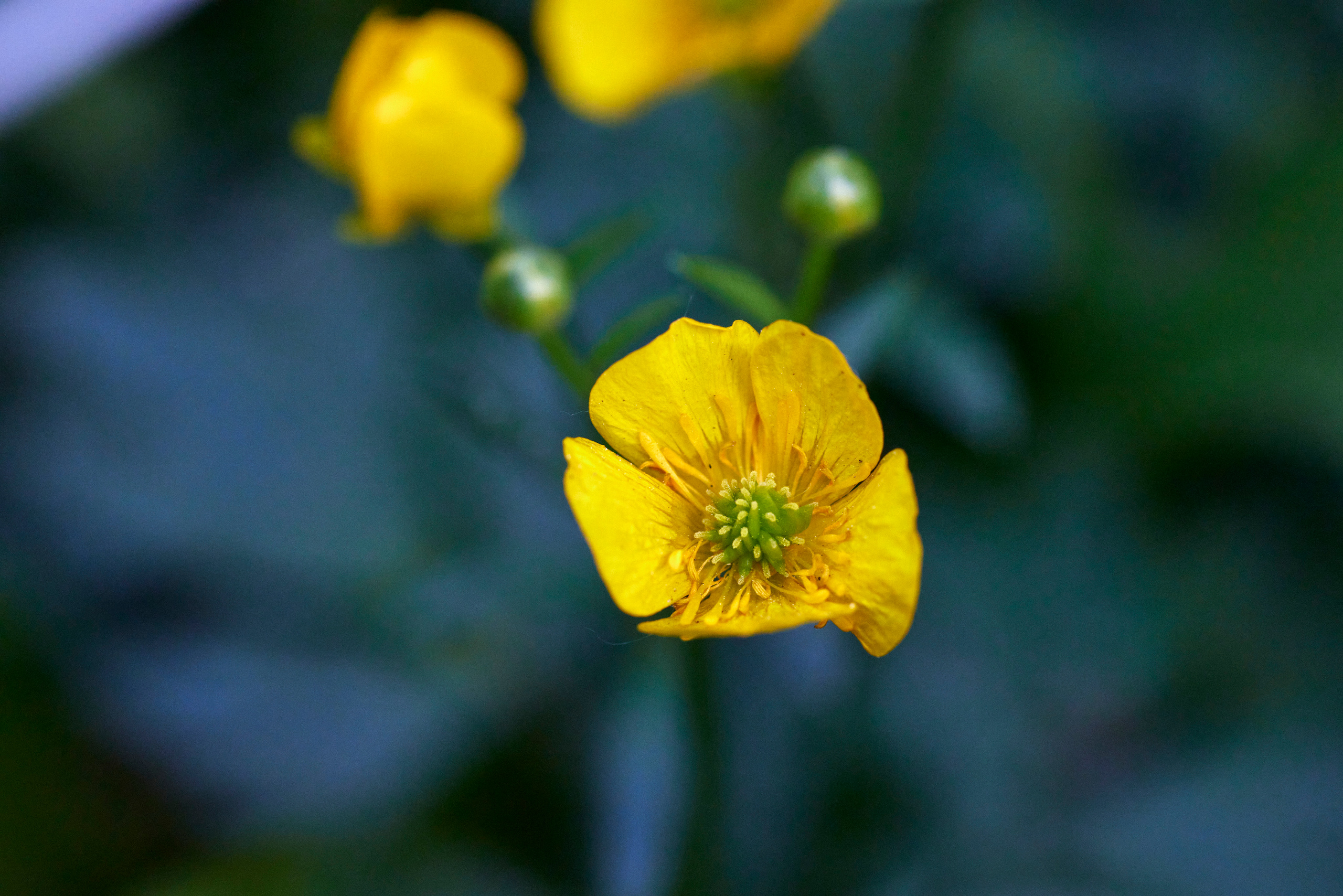 Вечер в Тушино. DOP Aleksey Seleznev