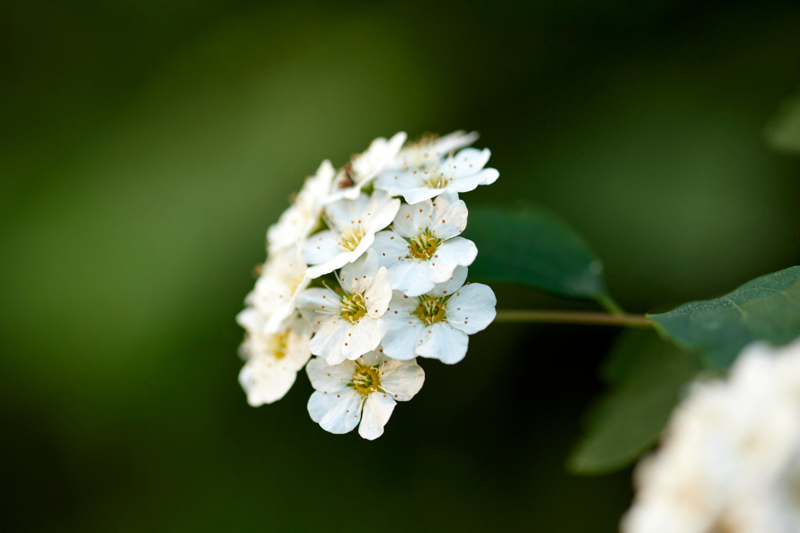 Вечер в Тушино. DOP Aleksey Seleznev
