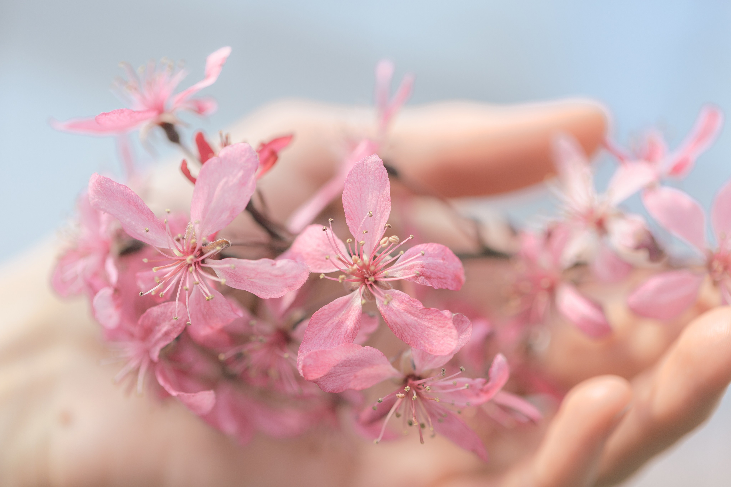 Фотосъемка для питомника растений «Алексеевская Дубрава» — кейс фотографа. Кристина Бирон — контент-креатор: Reels, фото/видео для бизнеса в СПб и Москве + AI-контент по РФ